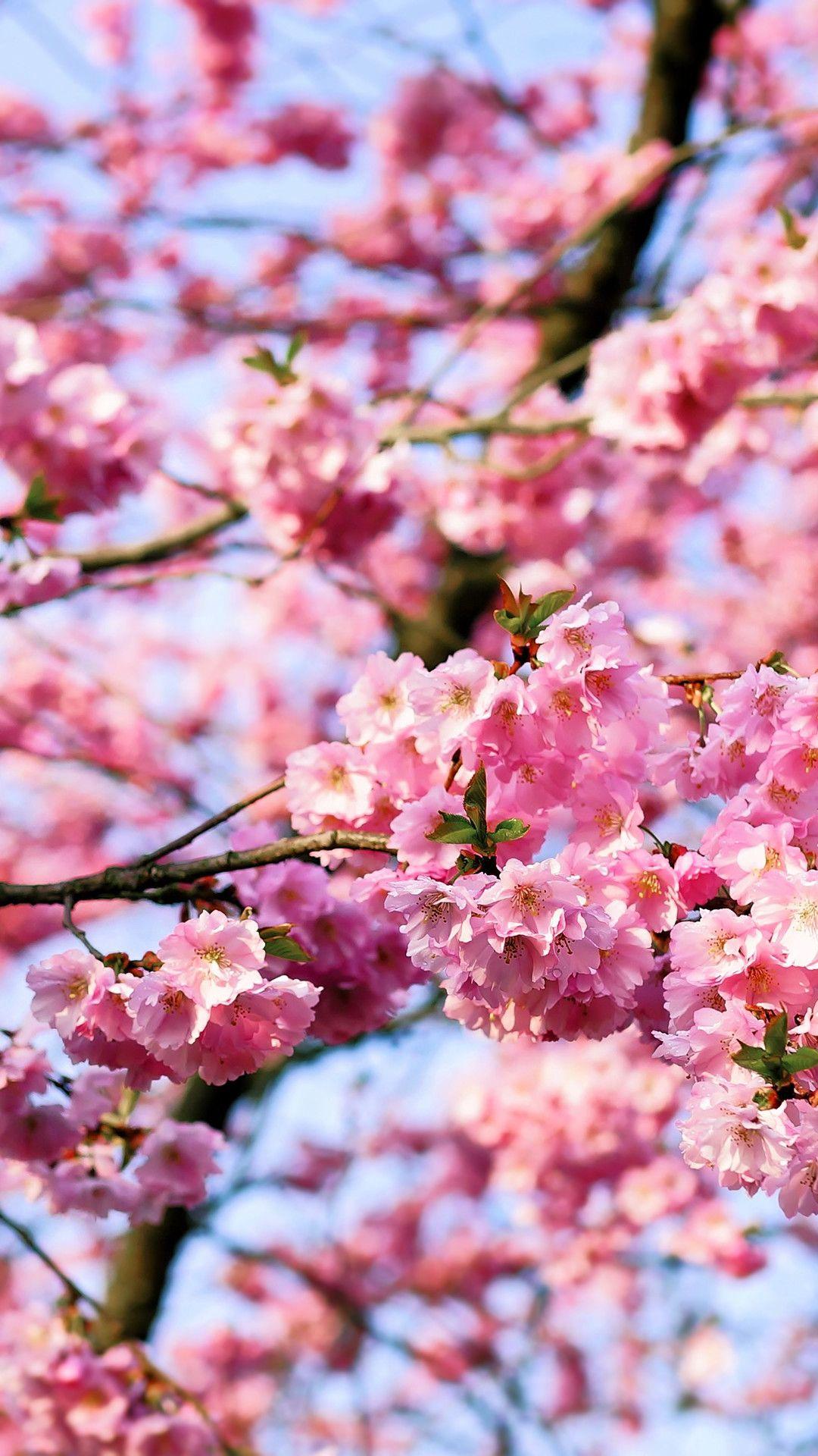 cherry blossom iphone wallpaper