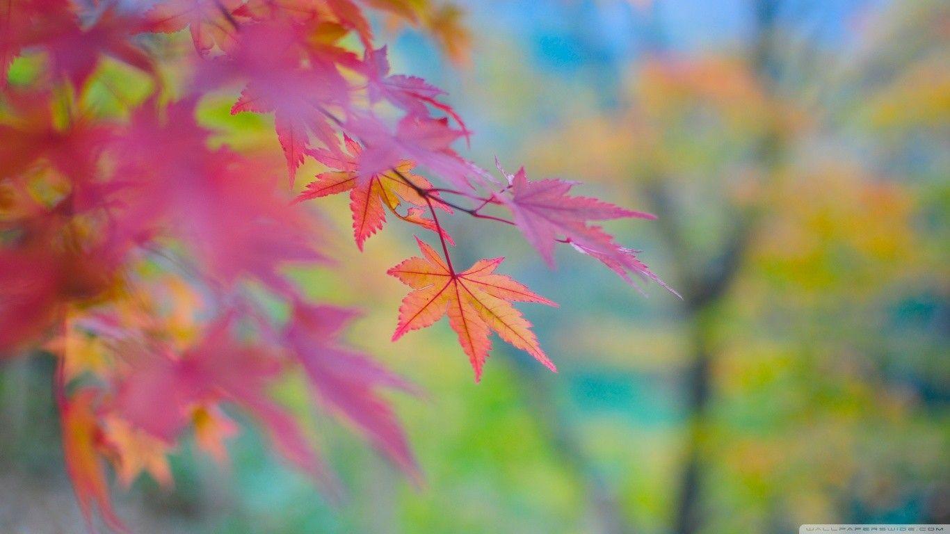 1366x768 Misc: Autumn Colours Japan Maple Japanese Photography Abstract Tree