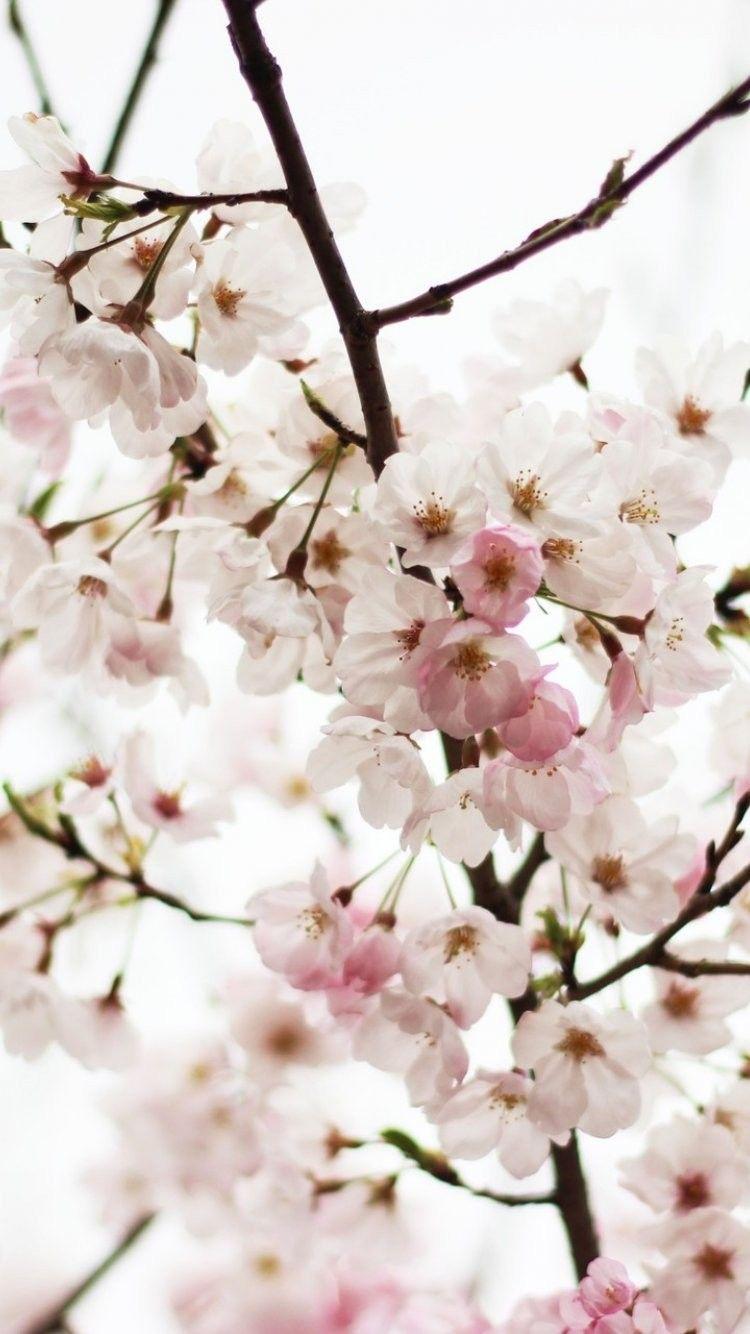 Japanese Cherry Blossom iPhone Wallpapers - Top Free ...
