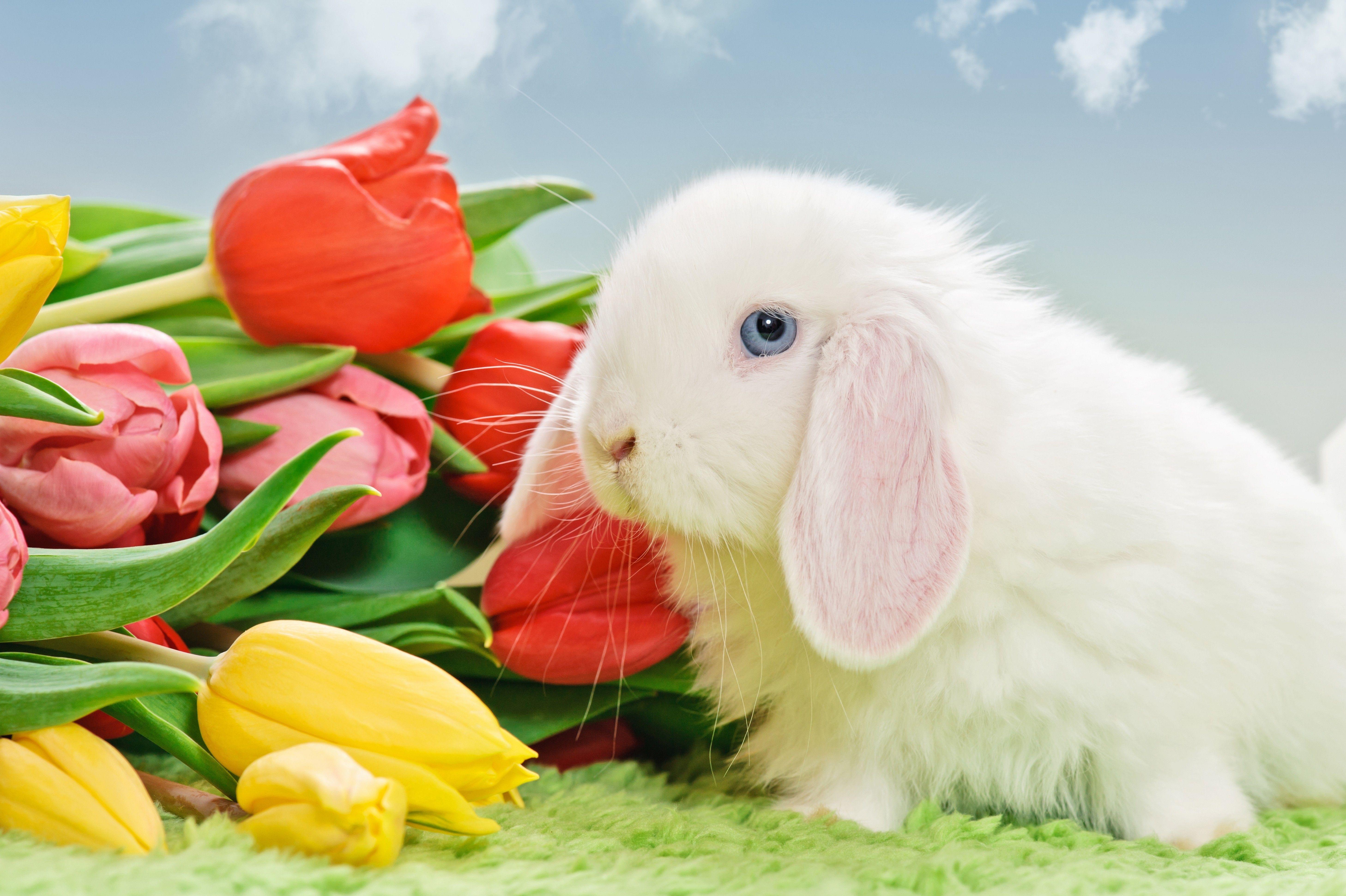 5830x3879 Flower: Tulips White Bunny Flowers Holidays Special Days Easter