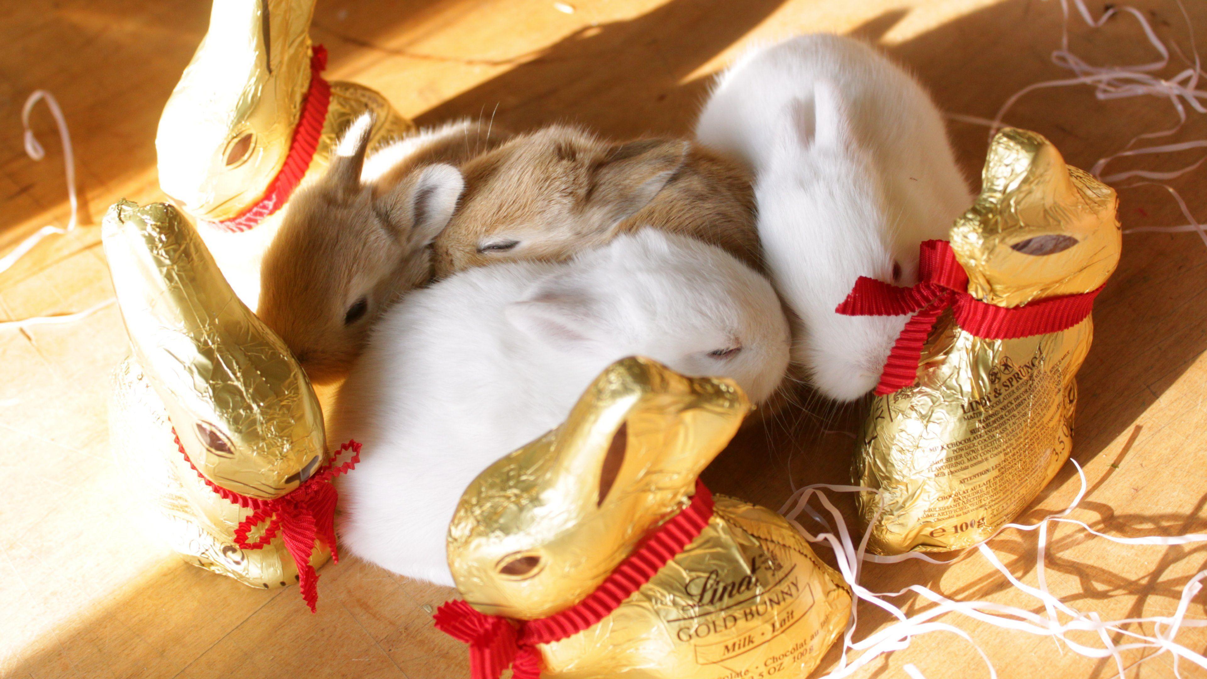 3840x2160 nice Easter Bunny HD /pin