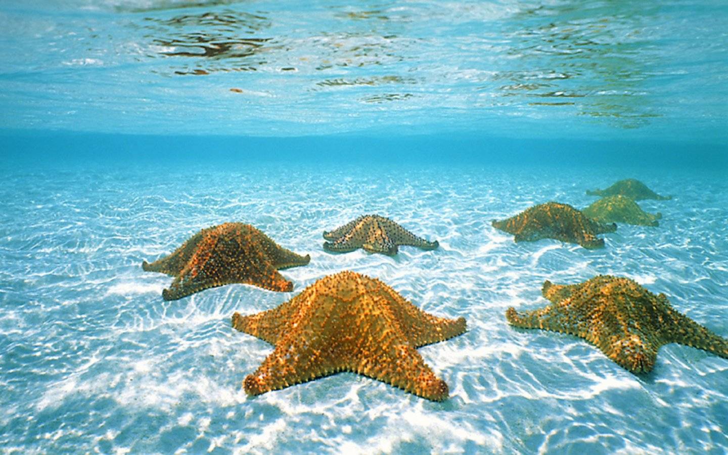 1440x900 Heaven is in Cozumel