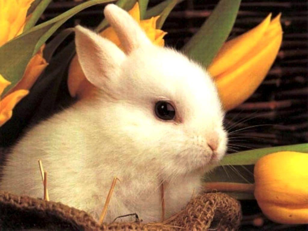 1024x768 Cute Wallpaper For Desktop Background: 3D