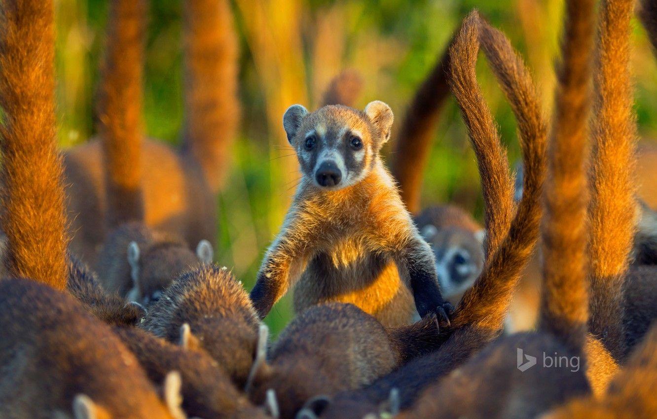 1332x850 Wallpaper Mexico, mammal, coati, the coati, the island of Cozumel