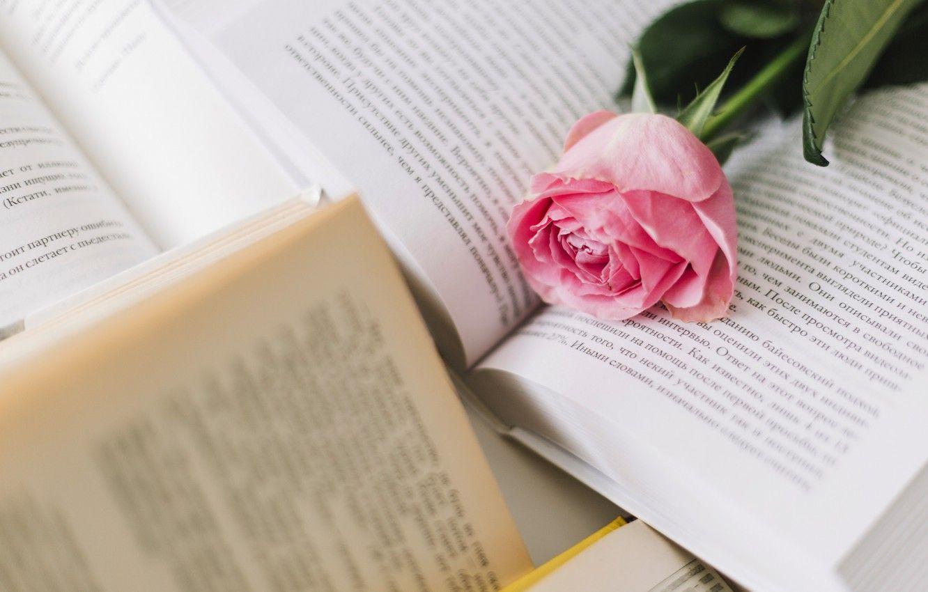 1332x850 Wallpaper flower, pink, rose, books, Bud, rose, flower, pink