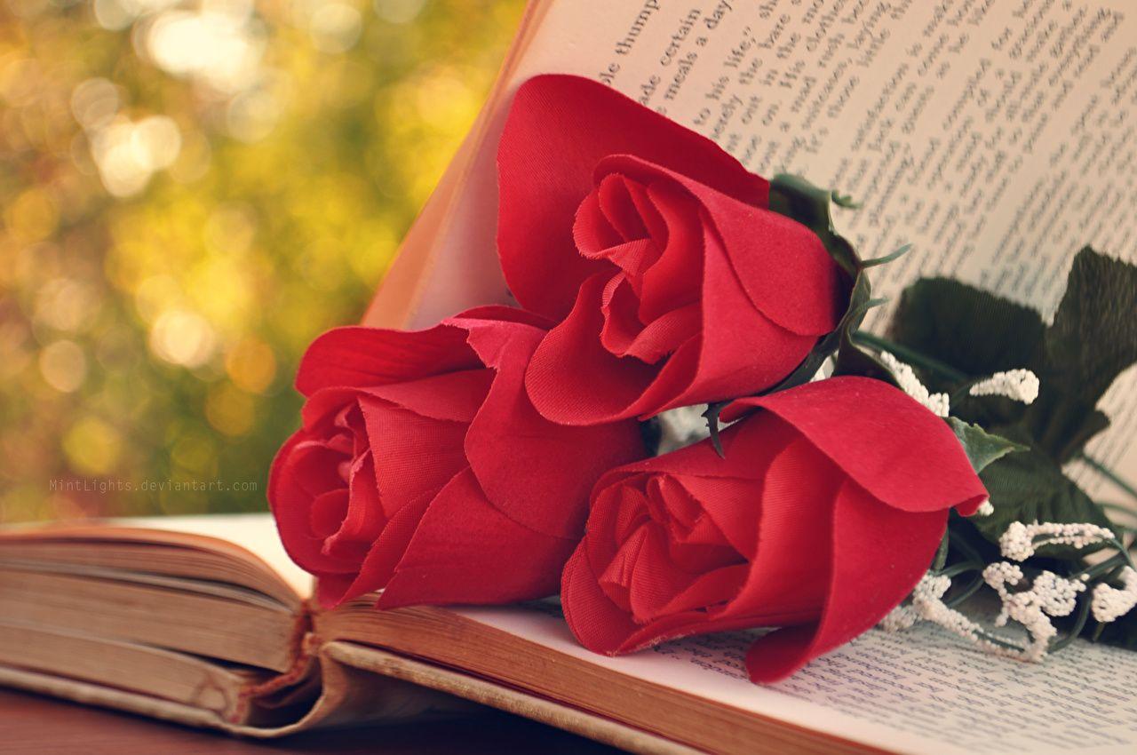 1280x850 Photos pages Red Roses flower Book Closeup