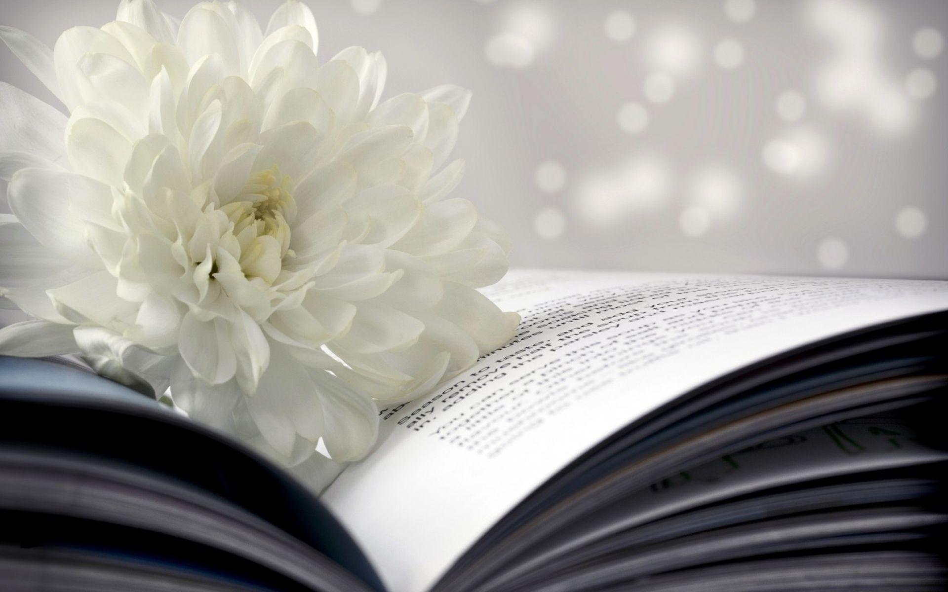 1920x1200 Books Desktop Background. Beautiful