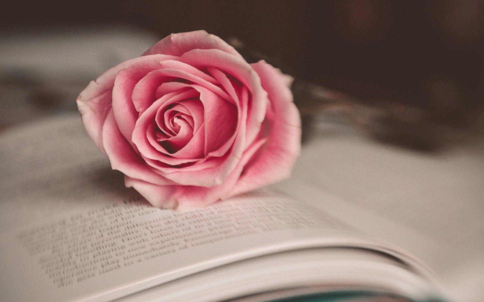 1680x1050 wallpaper cute pink wallpaper, Pink rose