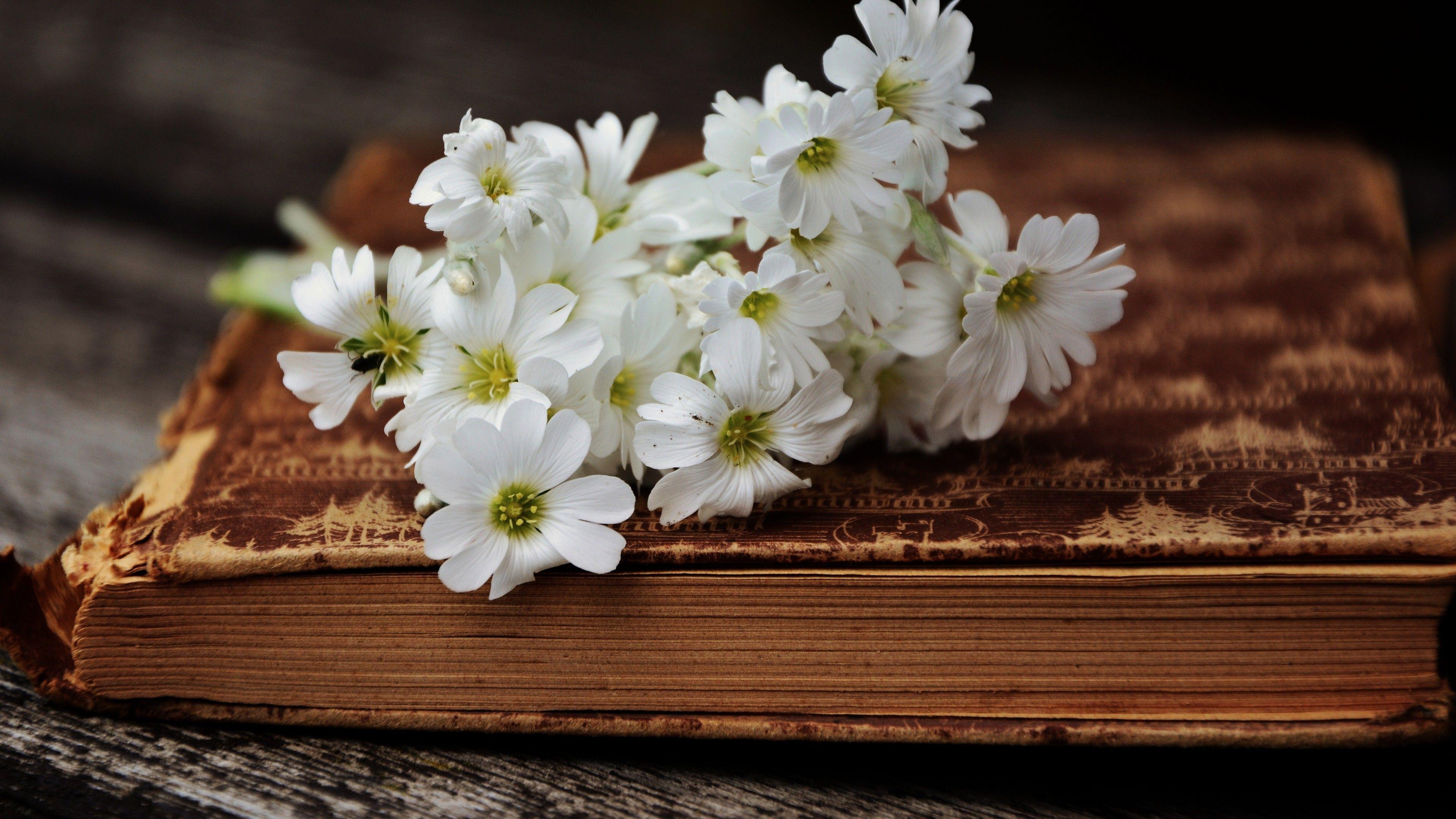 Books and Flowers Wallpapers - Top Free Books and Flowers Backgrounds ...