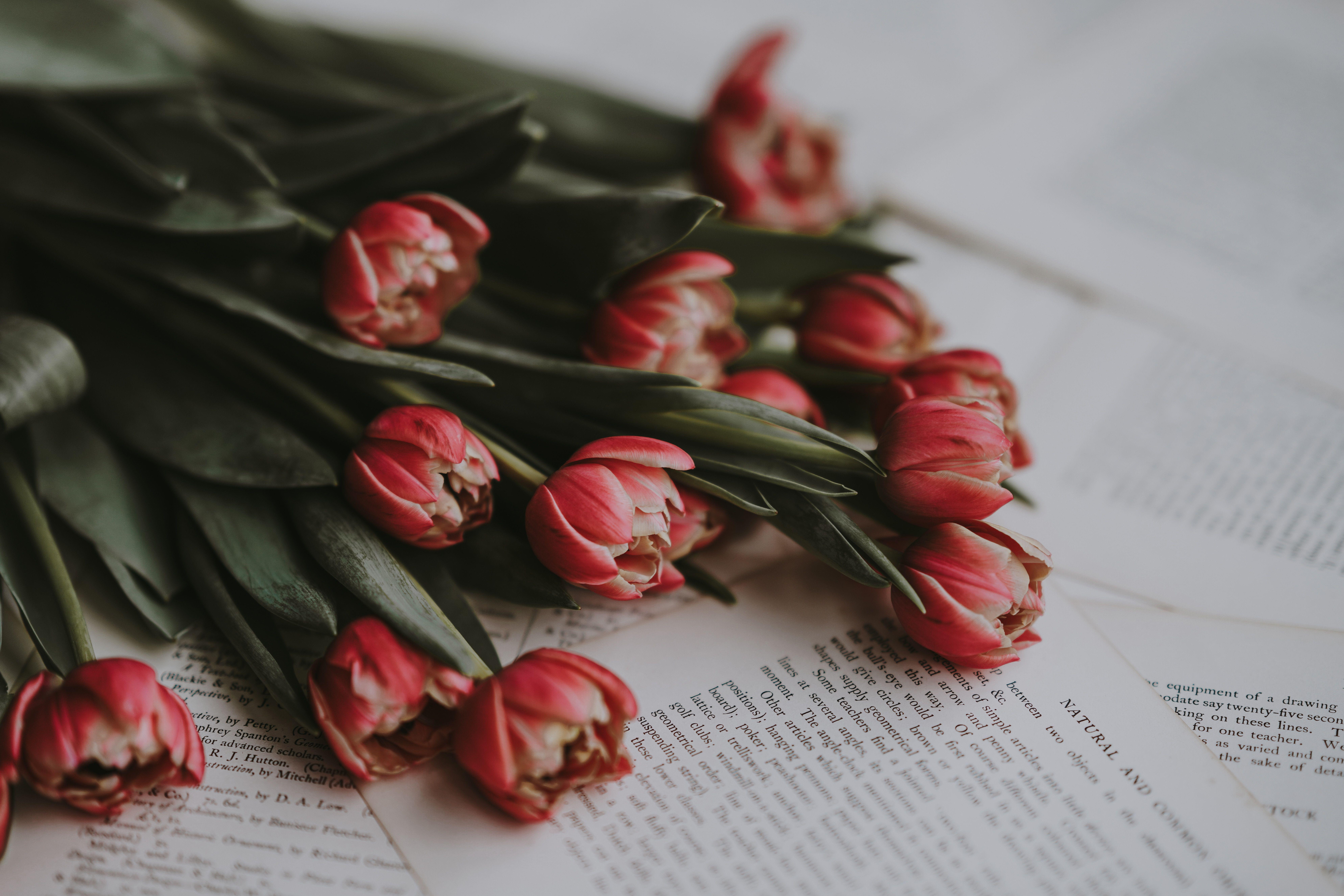 7952x5304 7952x5304 #flowers, #pages, #nature, #paper, #words