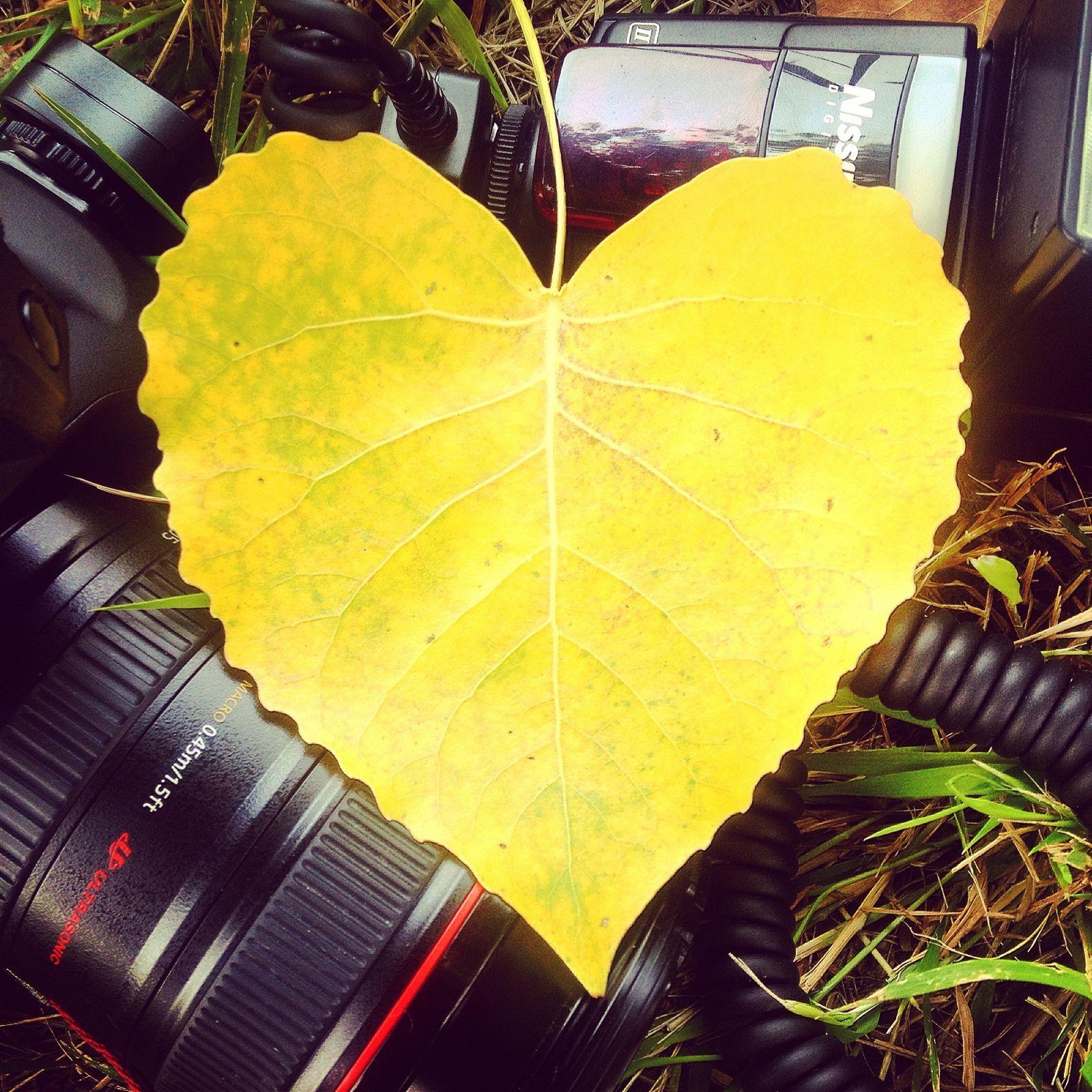 1600x1600 Love Photography Leaf Yellow Wallpaper.com. Best