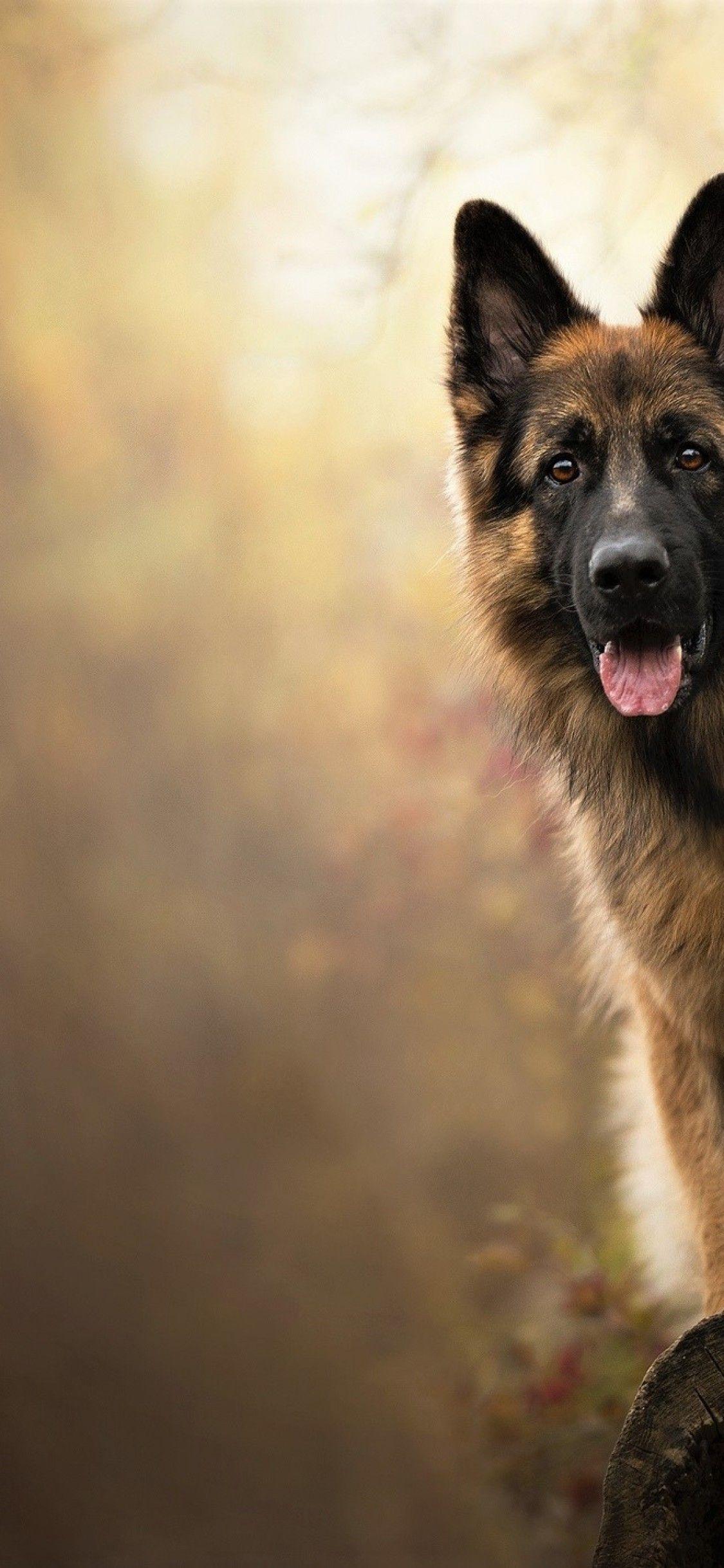 1125x2436 Download 1125x2436 German Shepherd, Dogs Wallpaper for iPhone X