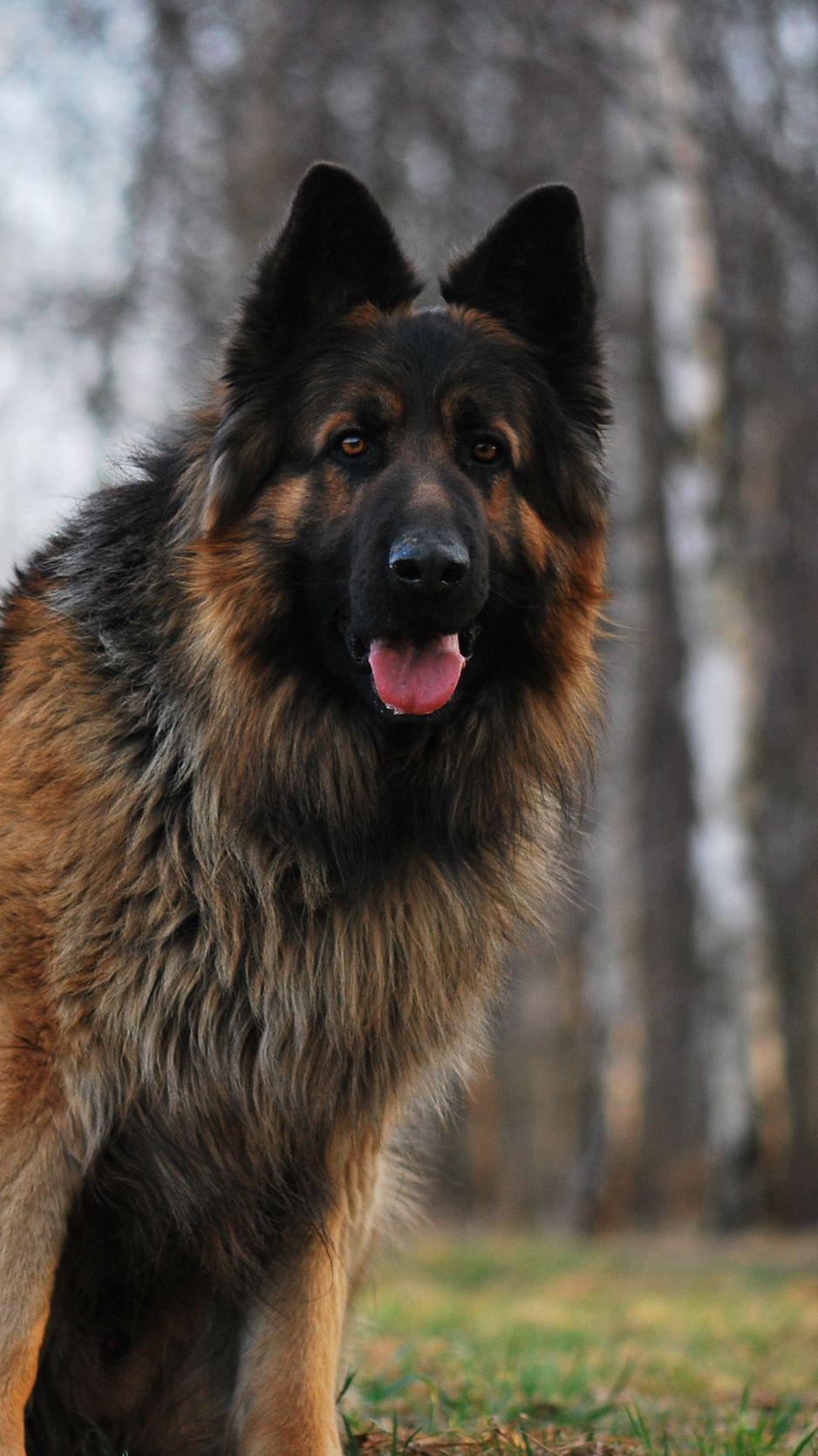 938x1668 Download Wallpaper 938x1668 Dog, German Shepherd, Tired, Grass, Running Iphone 8 7 6s 6 For Parallax HD Background
