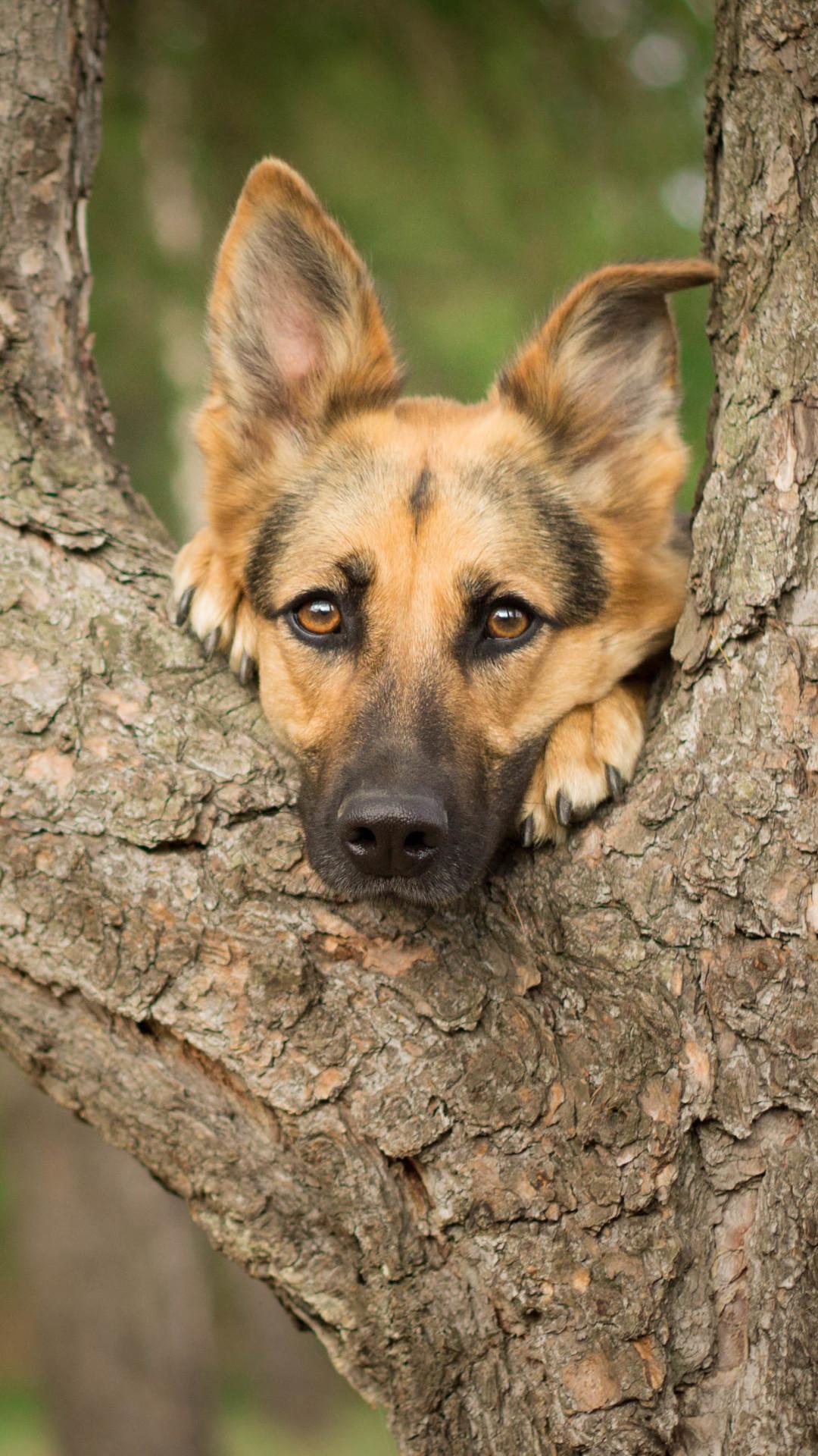 1080x1920 German Shepherd iPhone Wallpaper