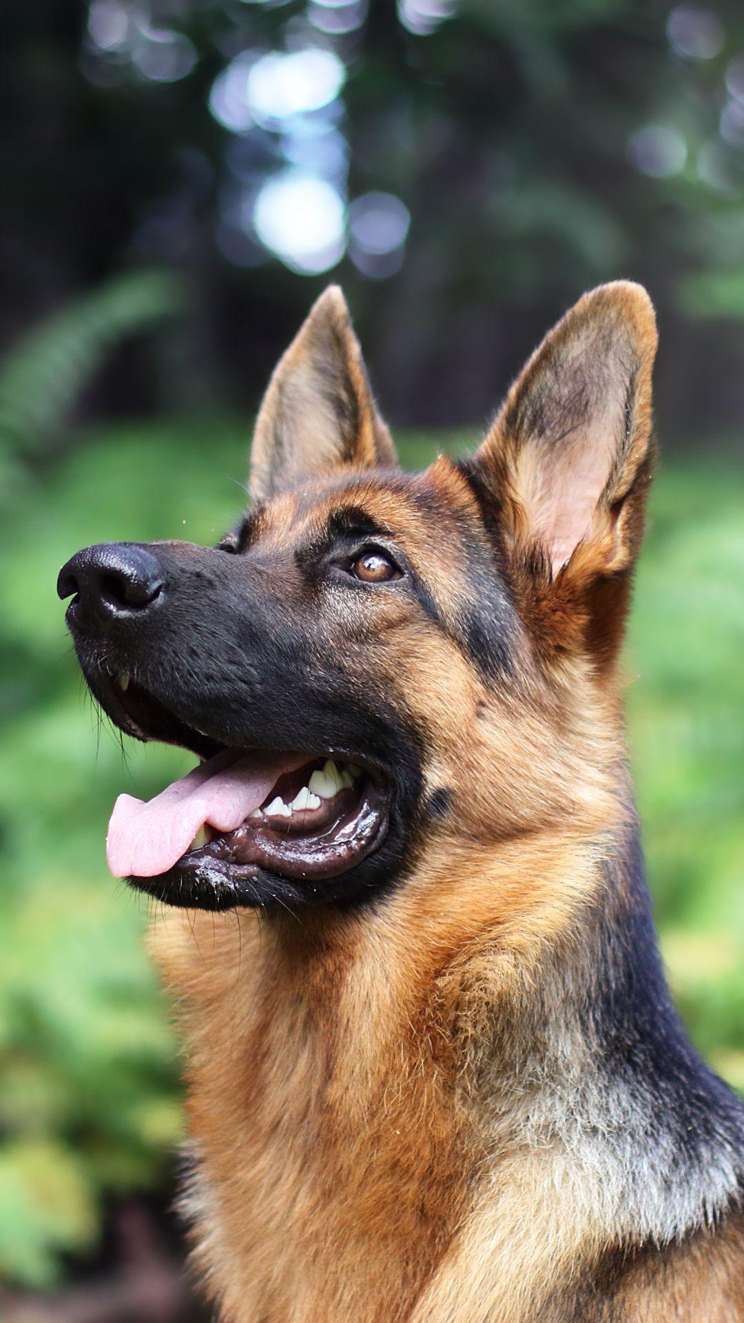 1080x1920 Animal German Shepherd Dogs Blur Dog (1080x1920) Mobile Wallpaper. German shepherd wallpaper, German shepherd dogs, German shepherd puppies