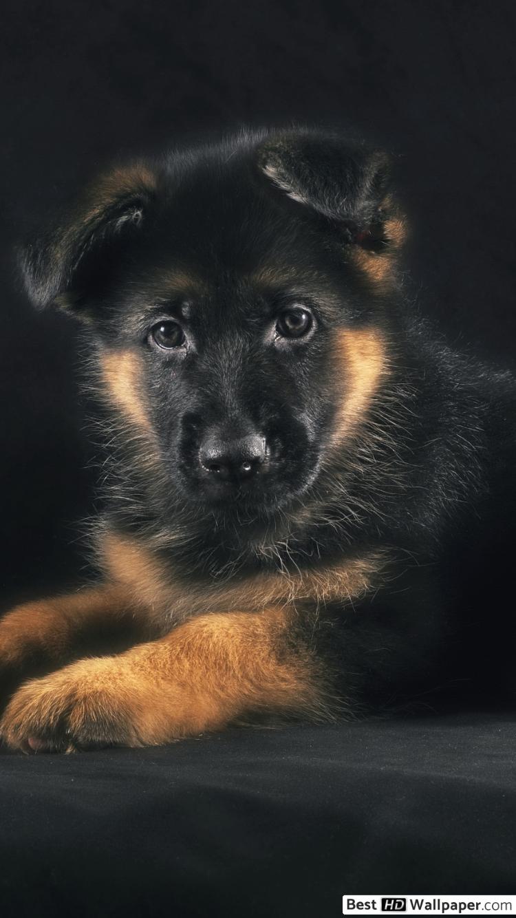 750x1334 German Shepherd Puppy HD wallpaper download