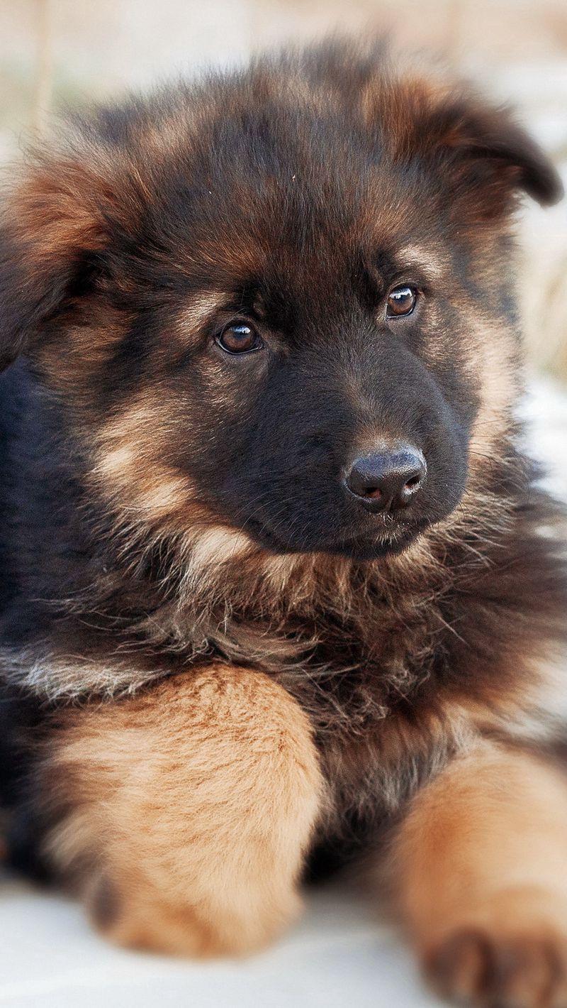 800x1420 Download wallpaper 800x1420 german shepherd, dog, puppy, cute