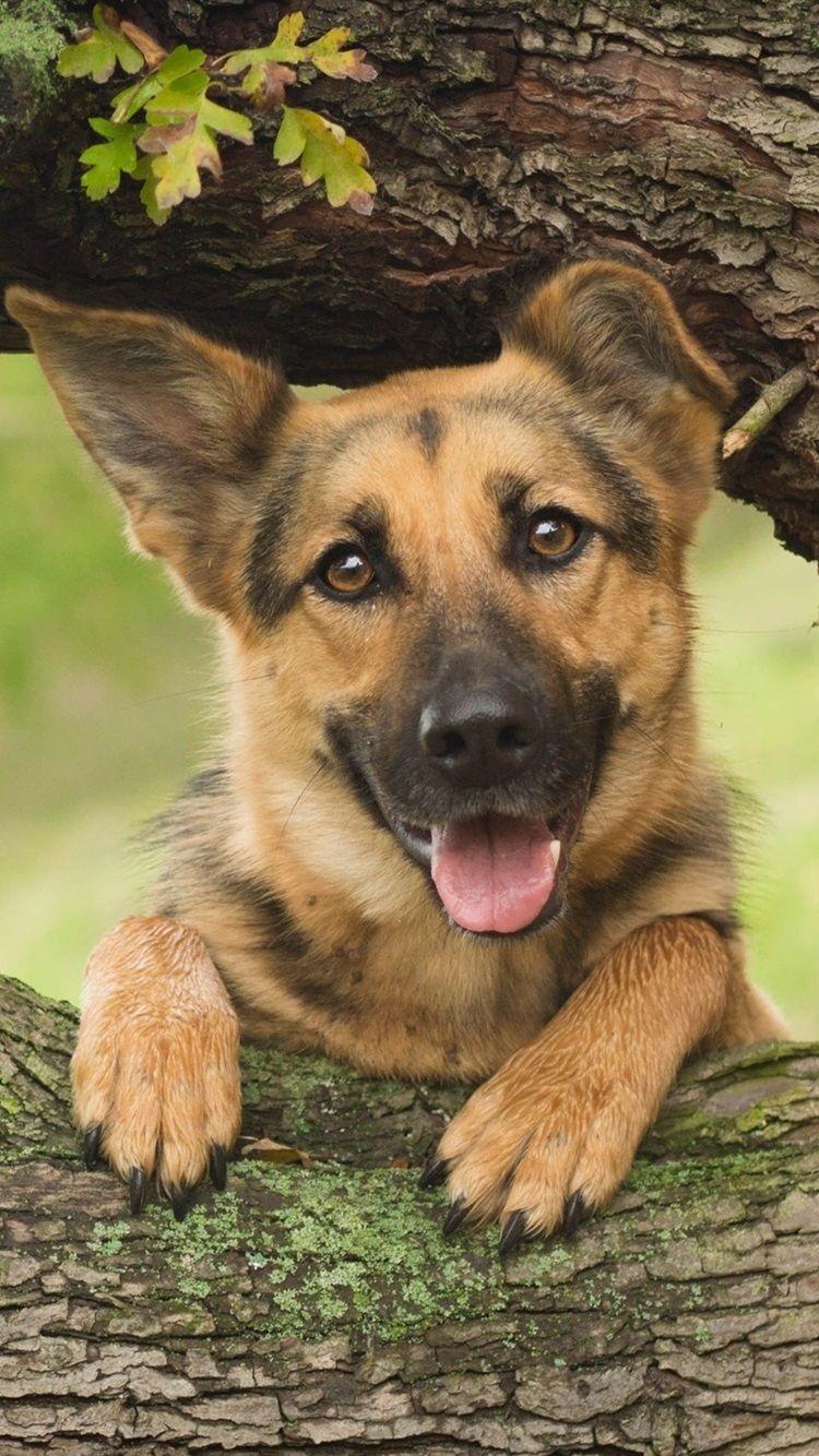 750x1334 German Shepherd, Dog, Wood, Tree 750x1334 IPhone 8 7 6 6S