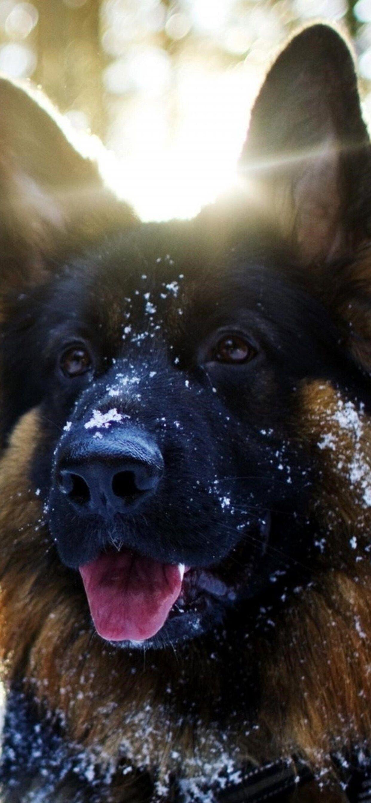 1242x2688 German Shepherd In Snow iPhone XS MAX HD 4k Wallpaper