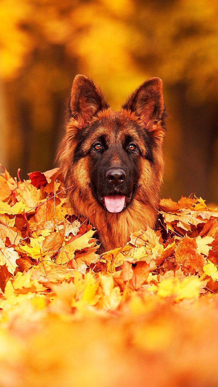 750x1334 German Shepherd iPhone Wallpaper