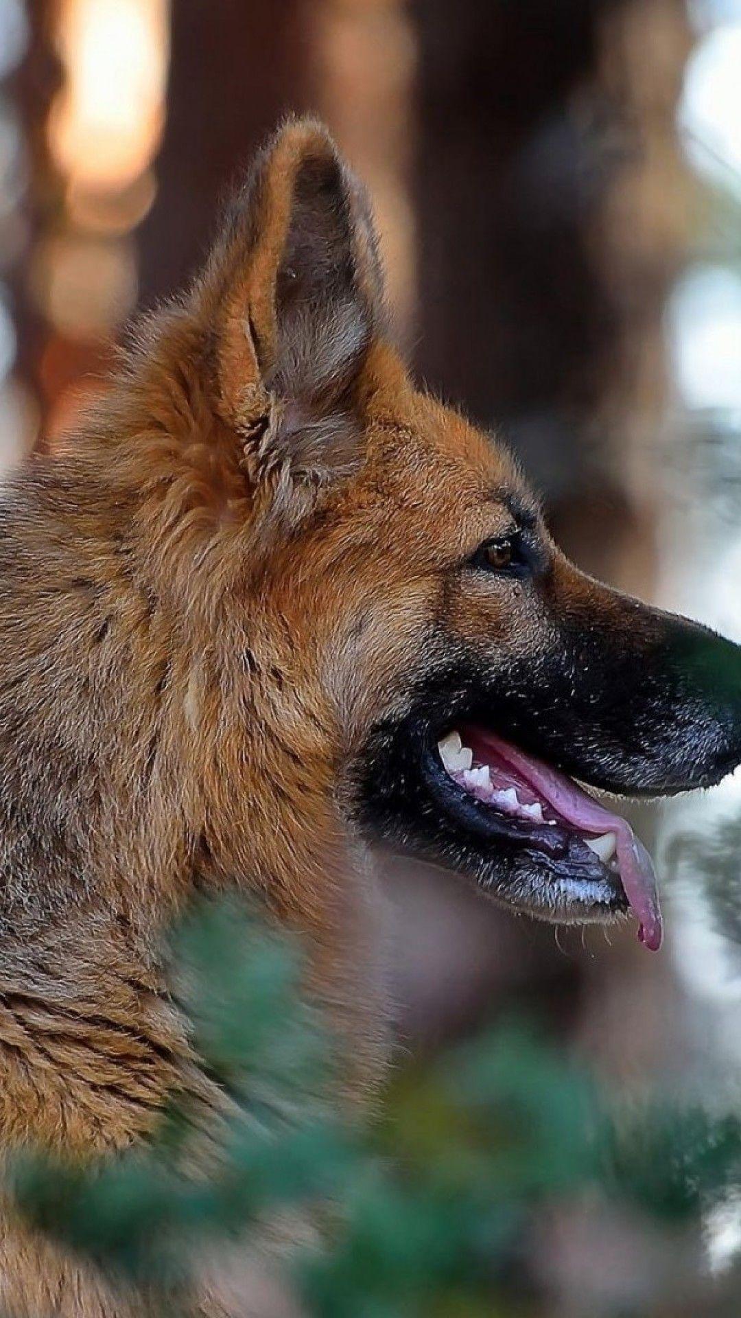 1080x1920 German Shepherd looking away HD Wallpaper iPhone 6 / 6S Plus