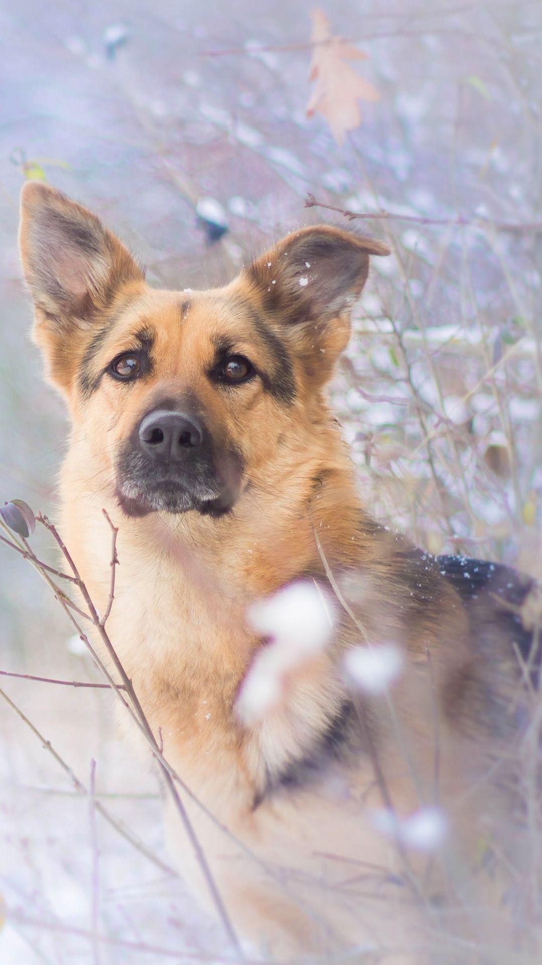 1080x1920 German Shepherd Apple IPhone 6 (750x1334) Wallpaper