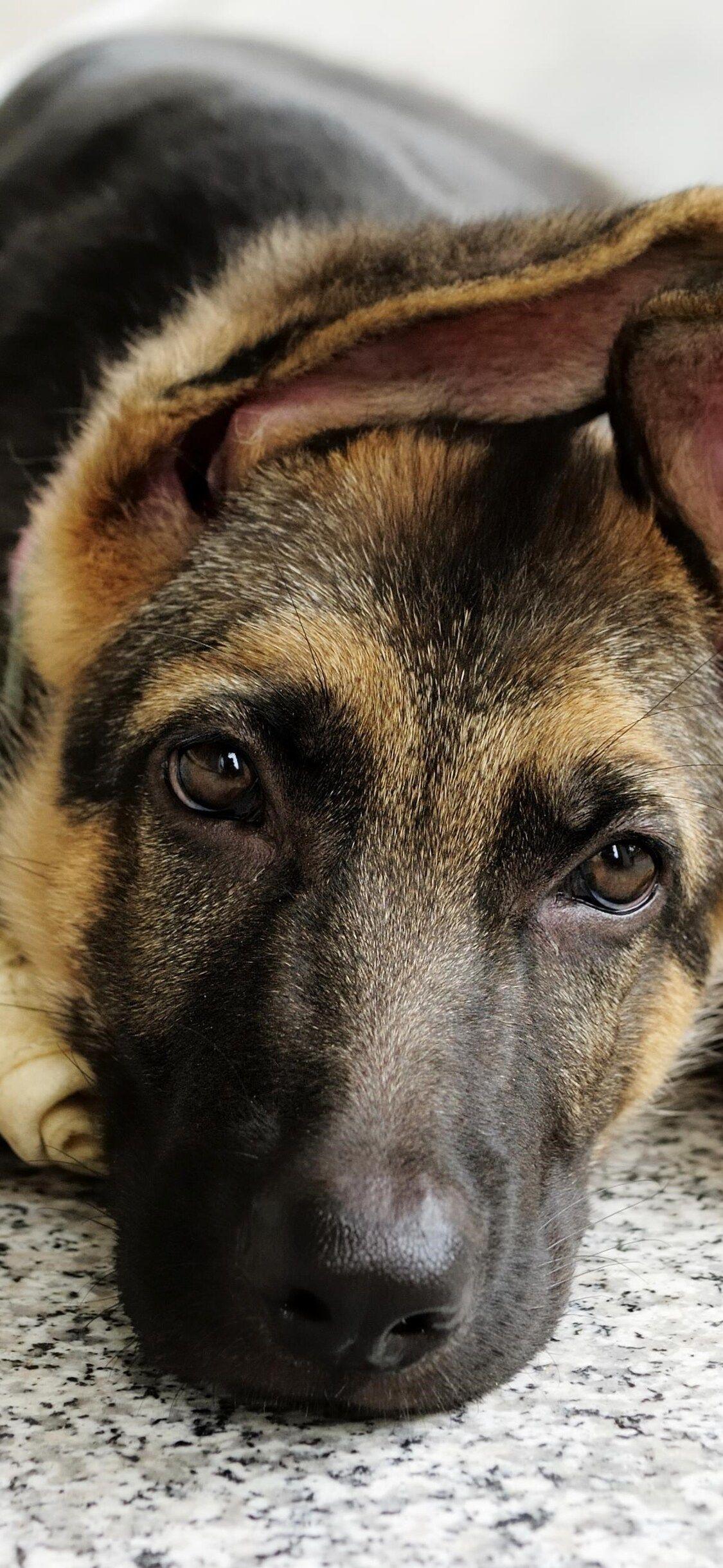 1125x2436 German Shepherd 2 iPhone XS, iPhone iPhone X HD 4k