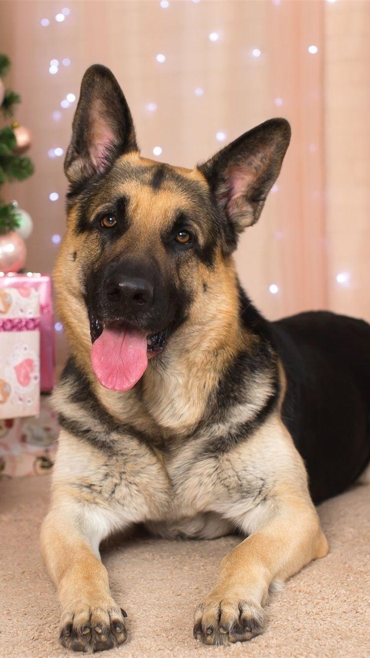 750x1334 German Shepherd, Gifts, New Year 750x1334 IPhone 8 7 6 6S