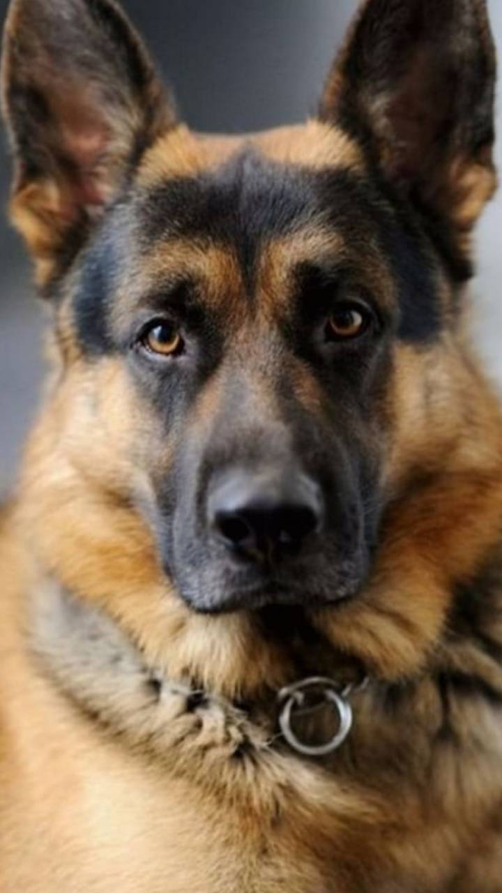 720x1280 German Shepherd wallpaper