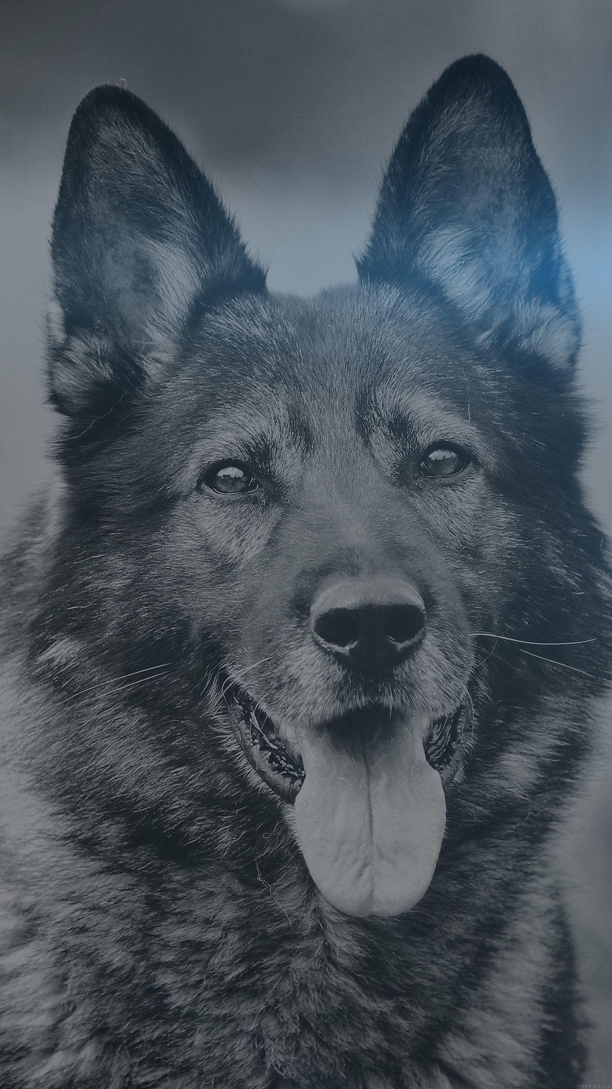 1242x2208 My Shepherds Dog Blue Flare Smile Animal Nature