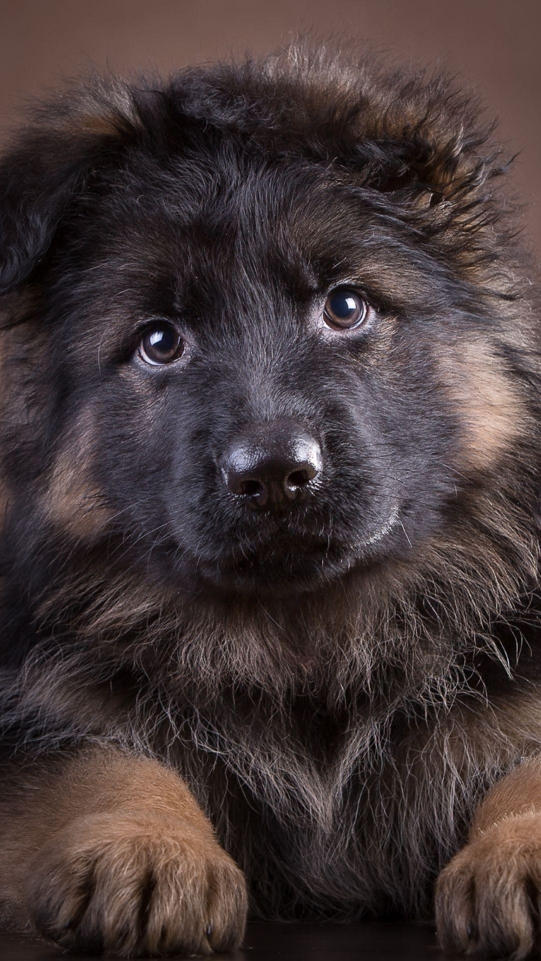 1080x1920 German Shepherd iPhone Wallpaper