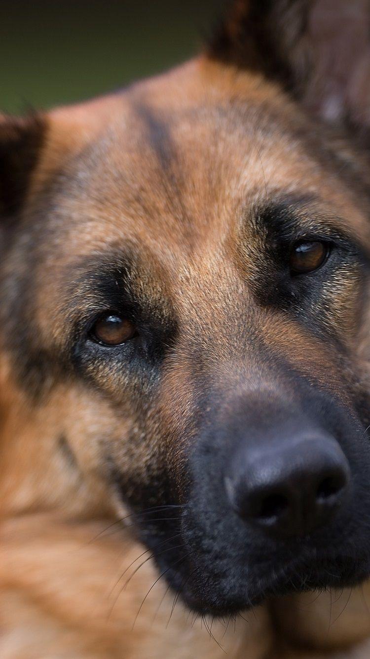 750x1334 German Shepherd, Dog, Face, Portrait 750x1334 IPhone 8 7 6 6S