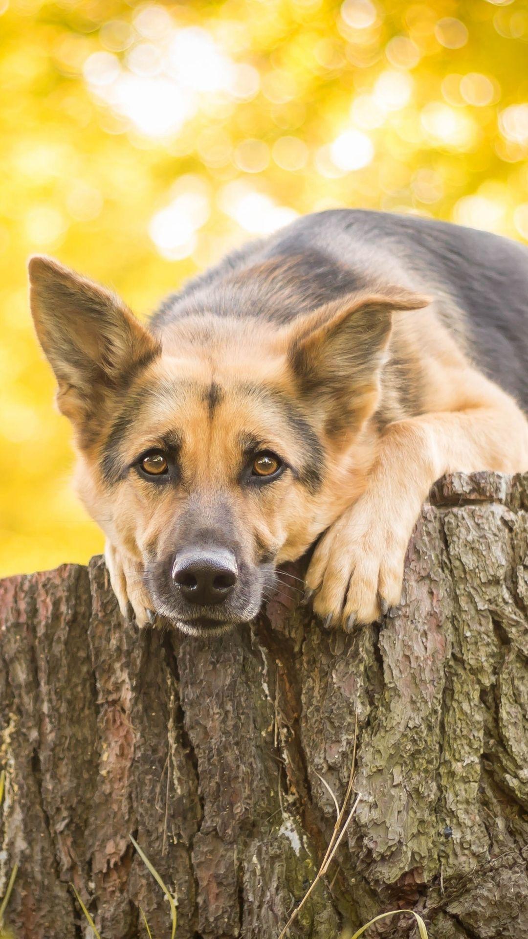 1080x1920 German Shepherd Apple IPhone 6 (750x1334) Wallpaper