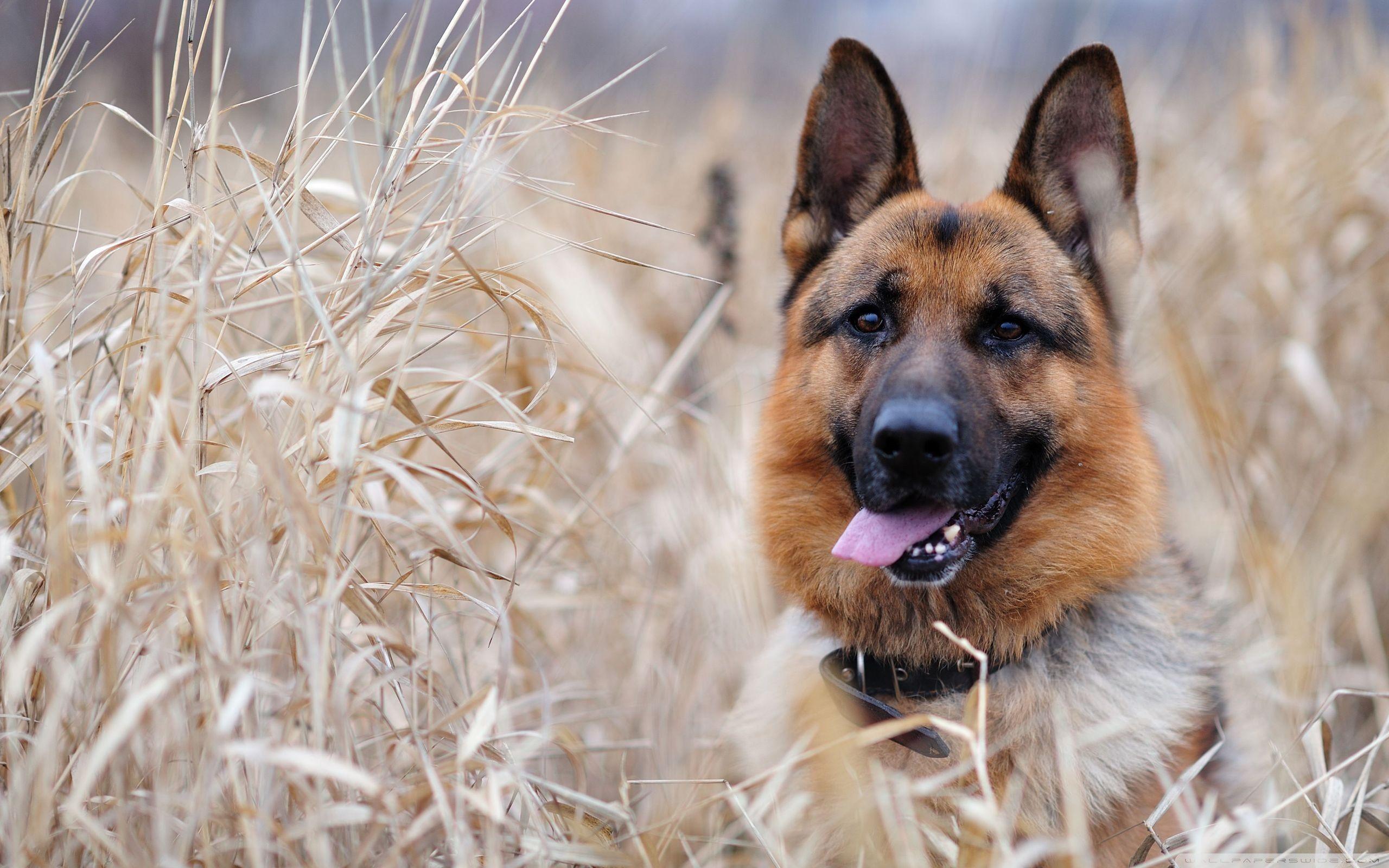 2560x1600 German Shepherd And Husky Wallpaper