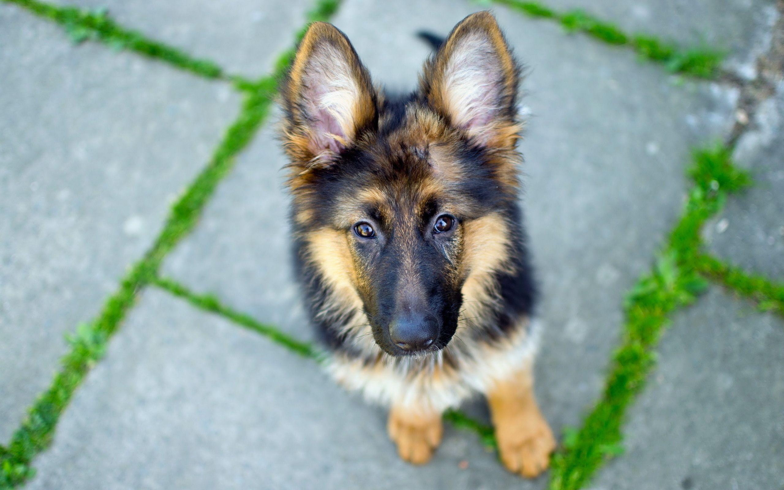 2560x1600 German Shepherd Background. German Shepherd Puppy Wallpaper, Australian Shepherd Puppy Wallpaper and Derek Shepherd Wallpaper