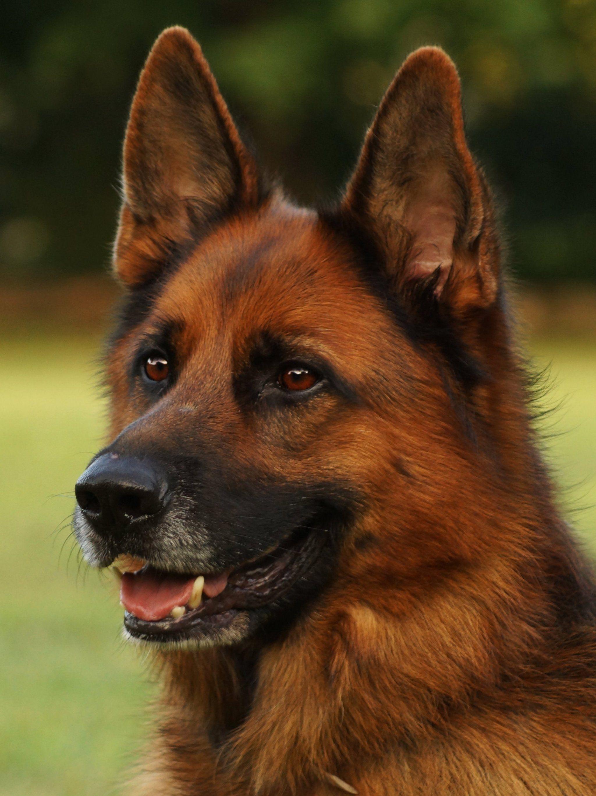 2048x2732 German Shephard Wallpaper, Android & Desktop Background