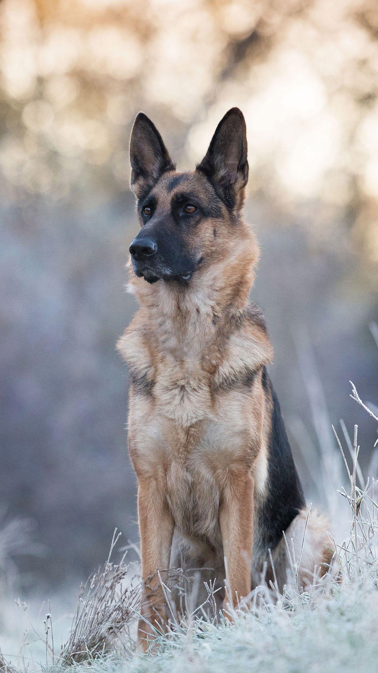 1440x2560 German Shepherd 4K HD Wallpaper