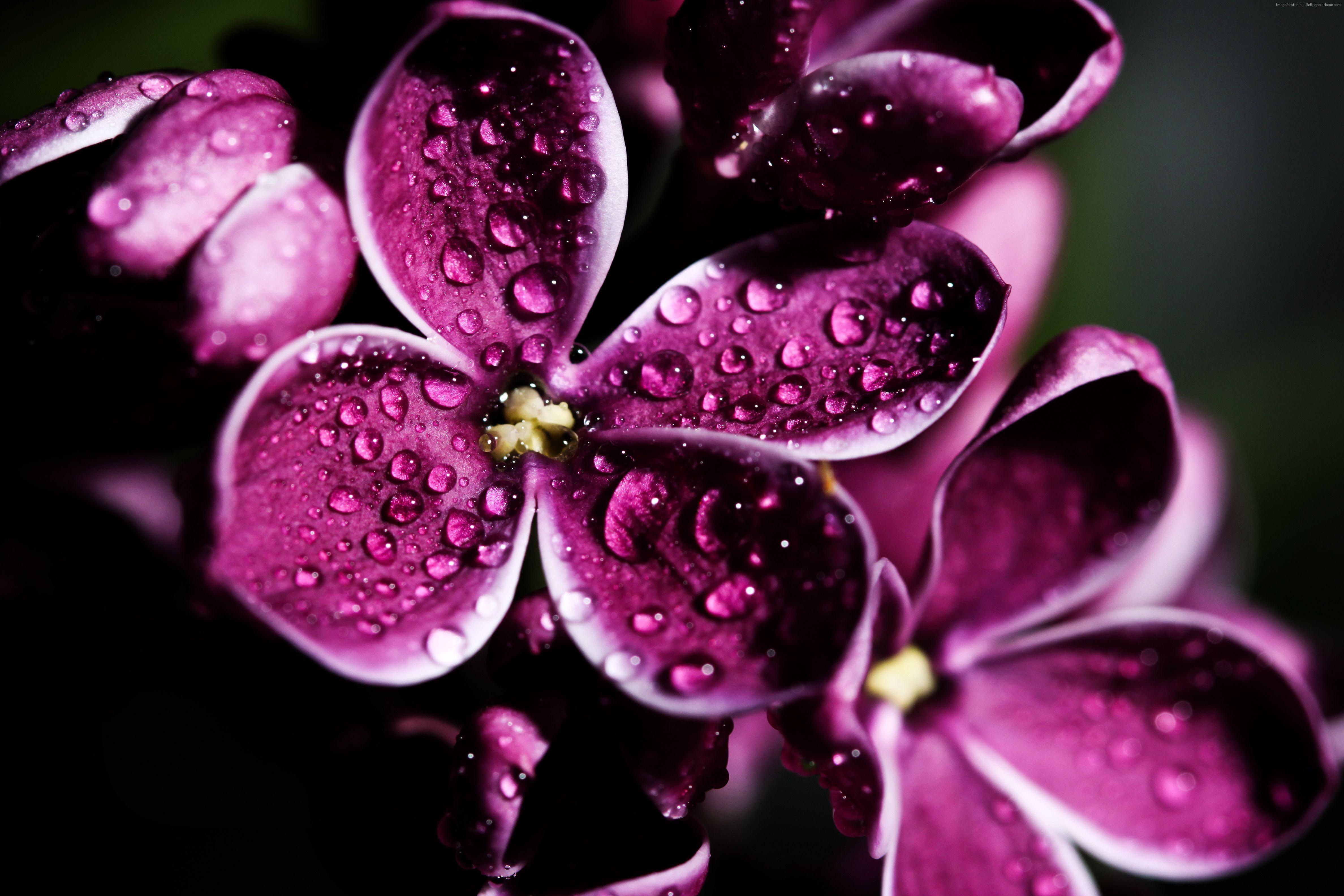 4752x3168 k, k, #drops, #Lilac, #purple, k wallpaper. Mocah