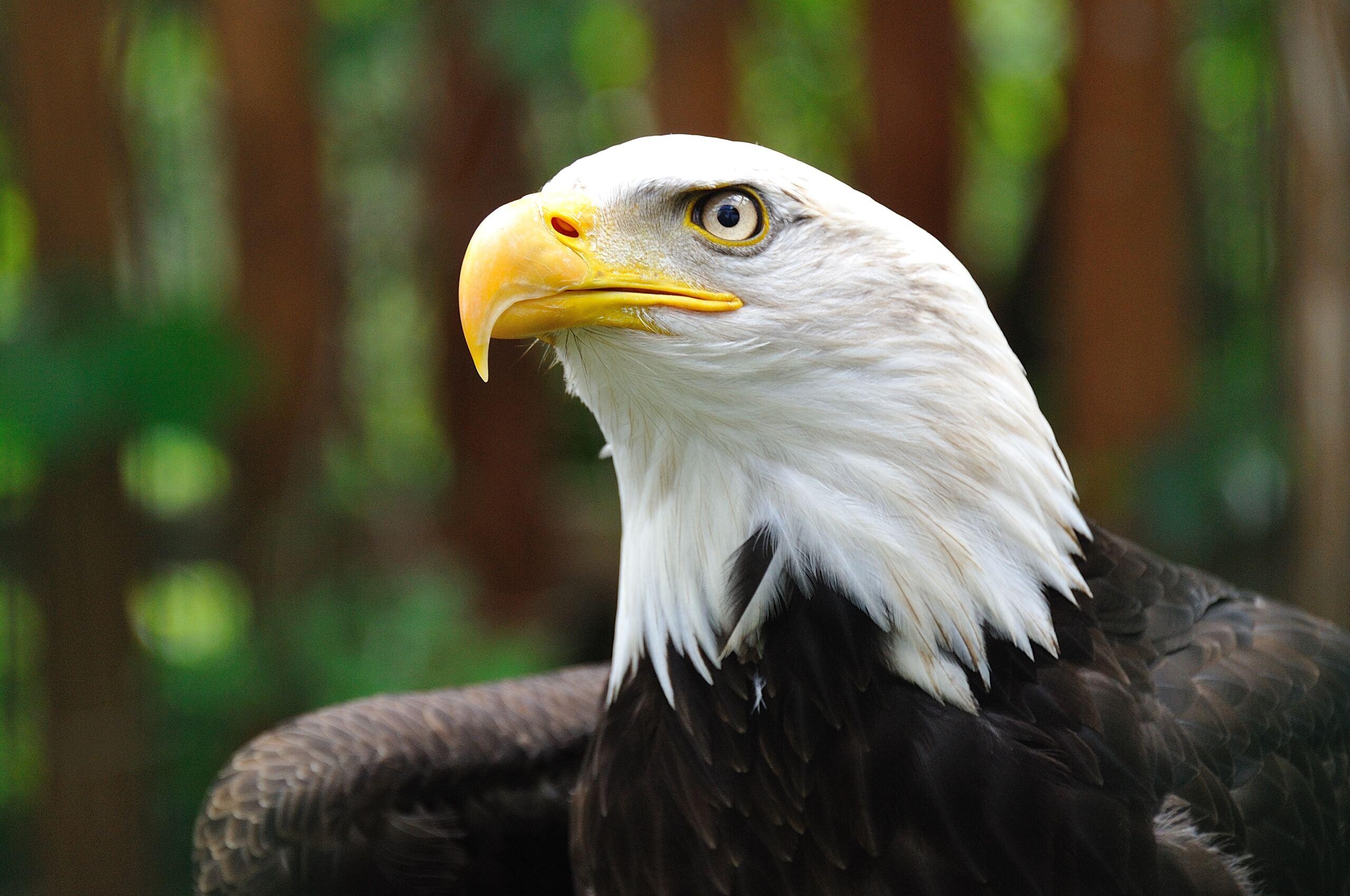 Top Eagle Wallpaper 4k Black And White