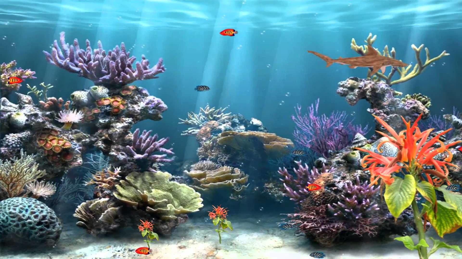 1920x1080 Aquarium Background Picture