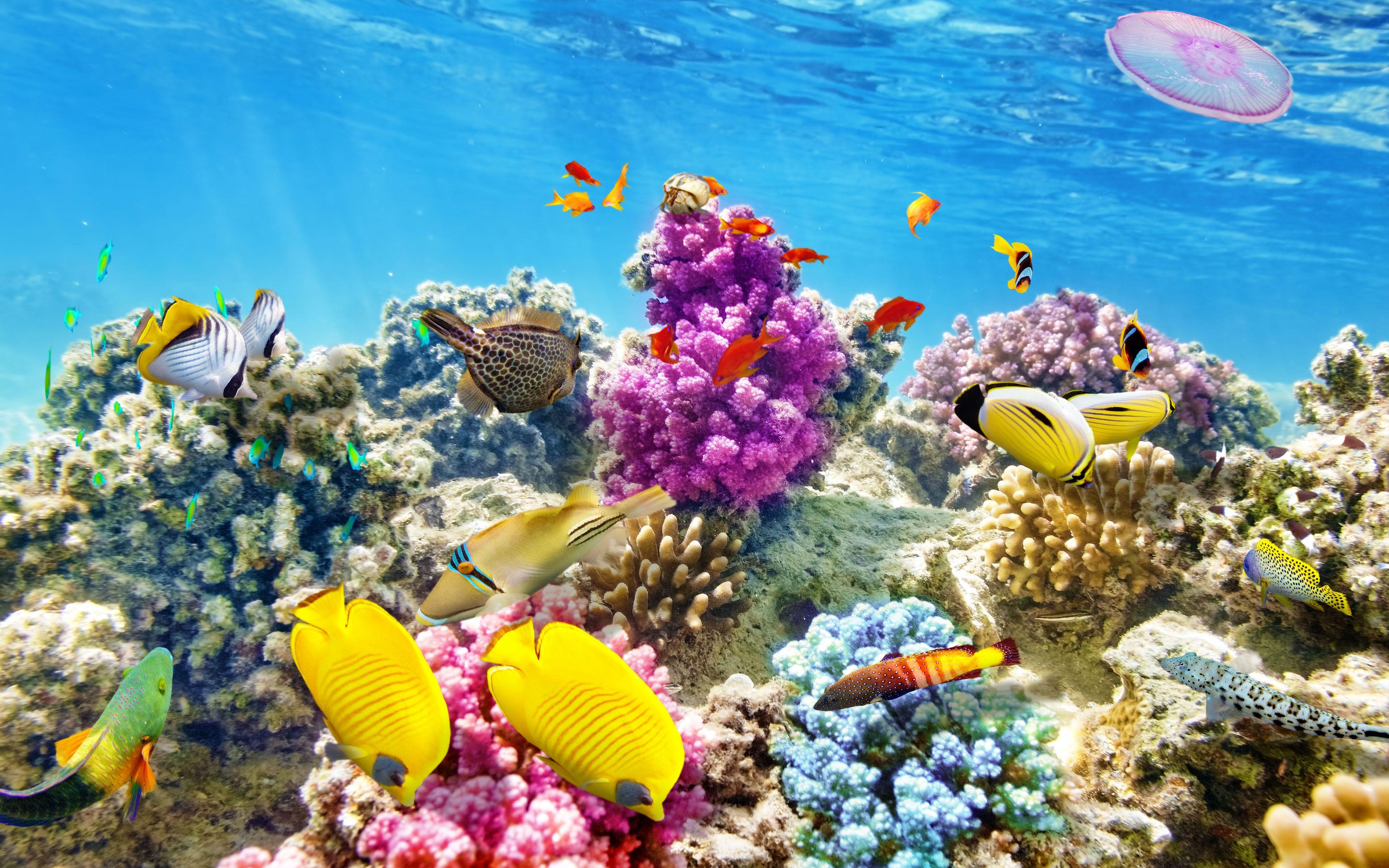 3840x2400 Download Wallpaper Underwater World Coral Reef Tropical Fishes Ocean Underwater :