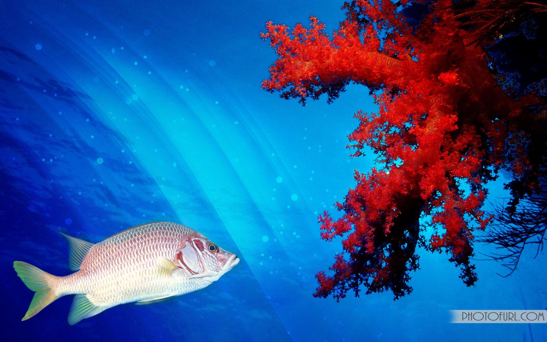1920x1200 Beautiful Aquarium Fish High Quality Wallpaper
