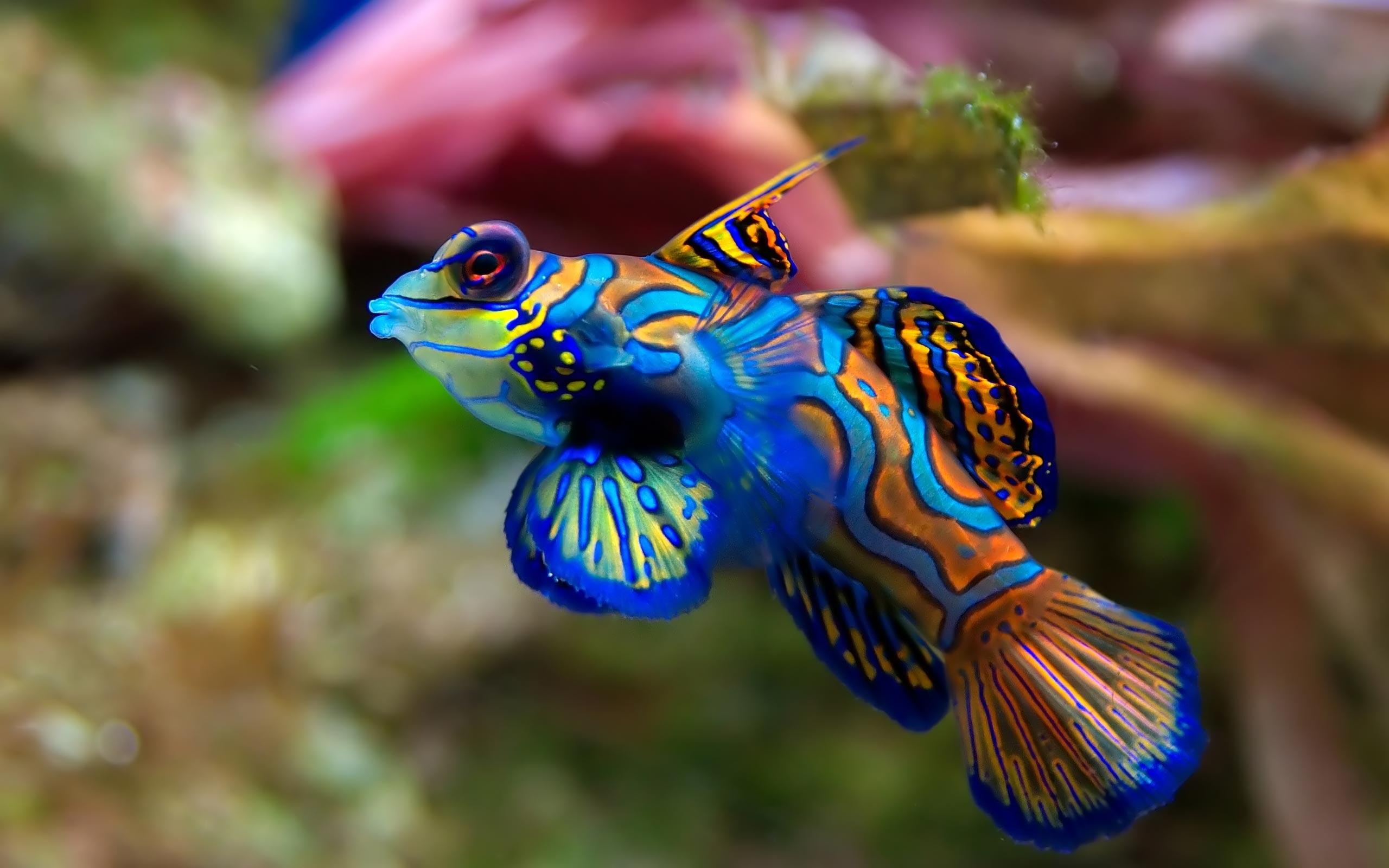 2560x1600 Saltwater Fish Wallpaper Free