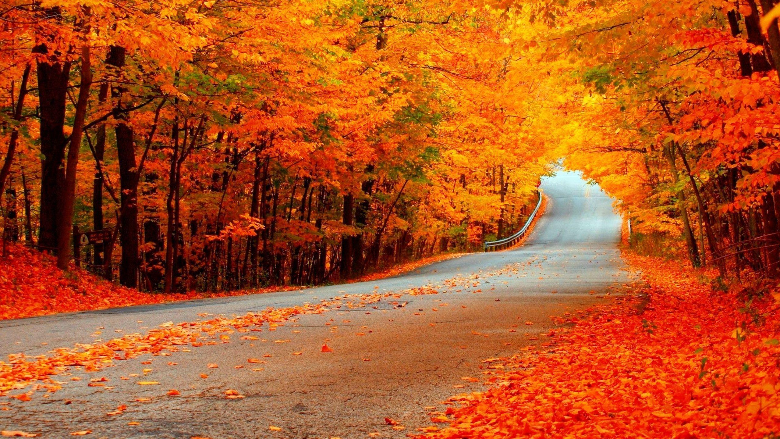 2560x1440 Fall Wallpaper Full HD Free Download. Fall wallpaper, Desktop