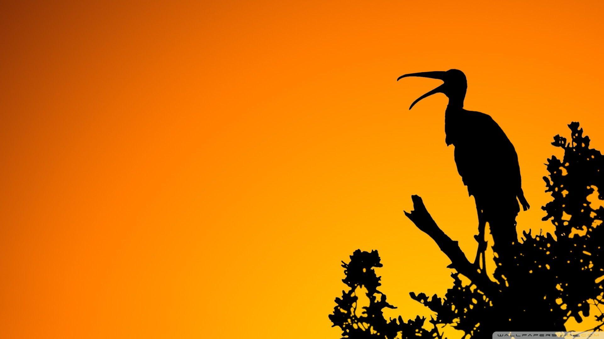Orange Bird HD Wallpapers Top Free Orange Bird HD Backgrounds — free download