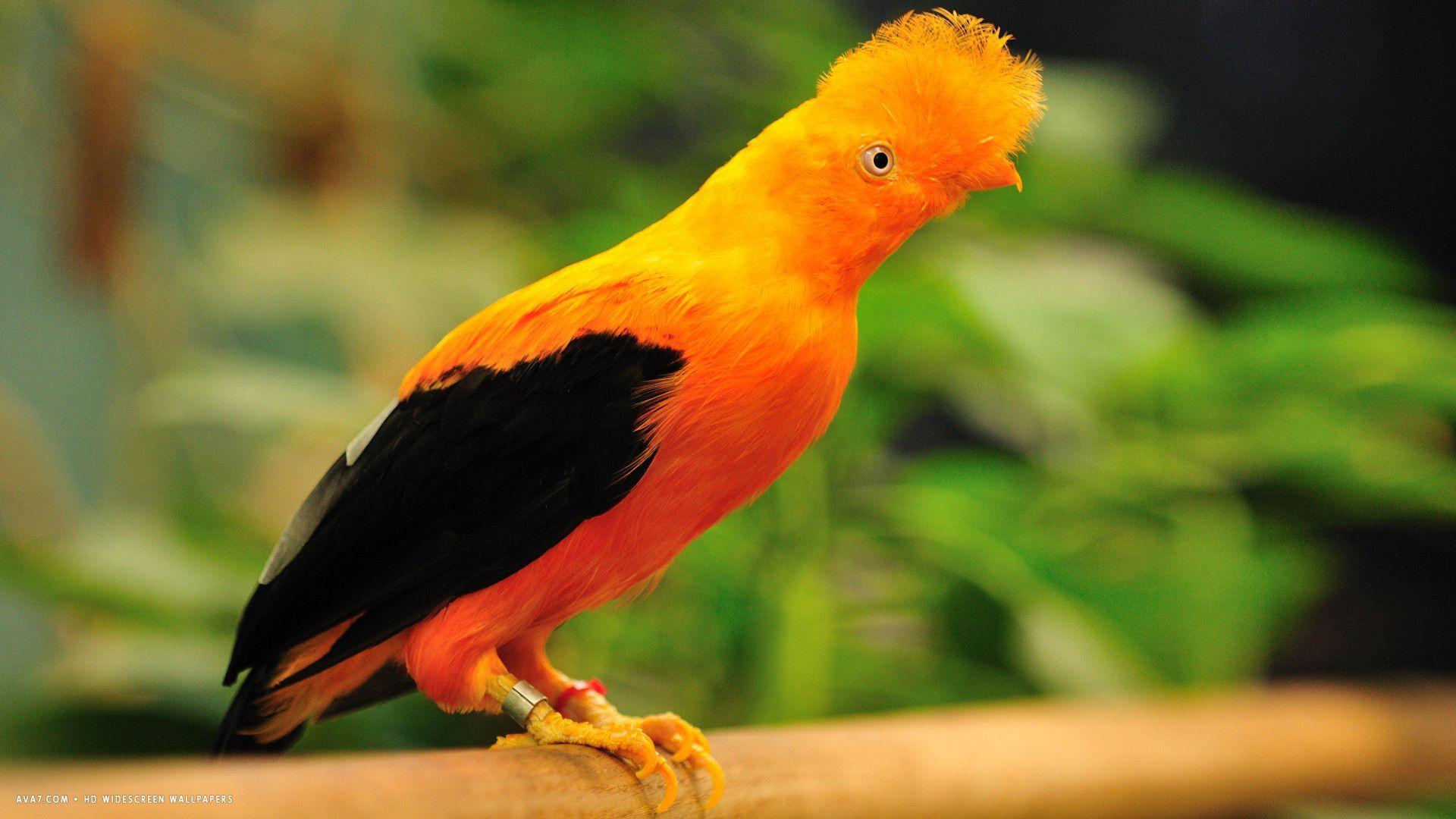 Orange birds. Андский скальный петушок. Гвианский Скалистый петушок. Оранжевый попугай. Оранжевая птица.