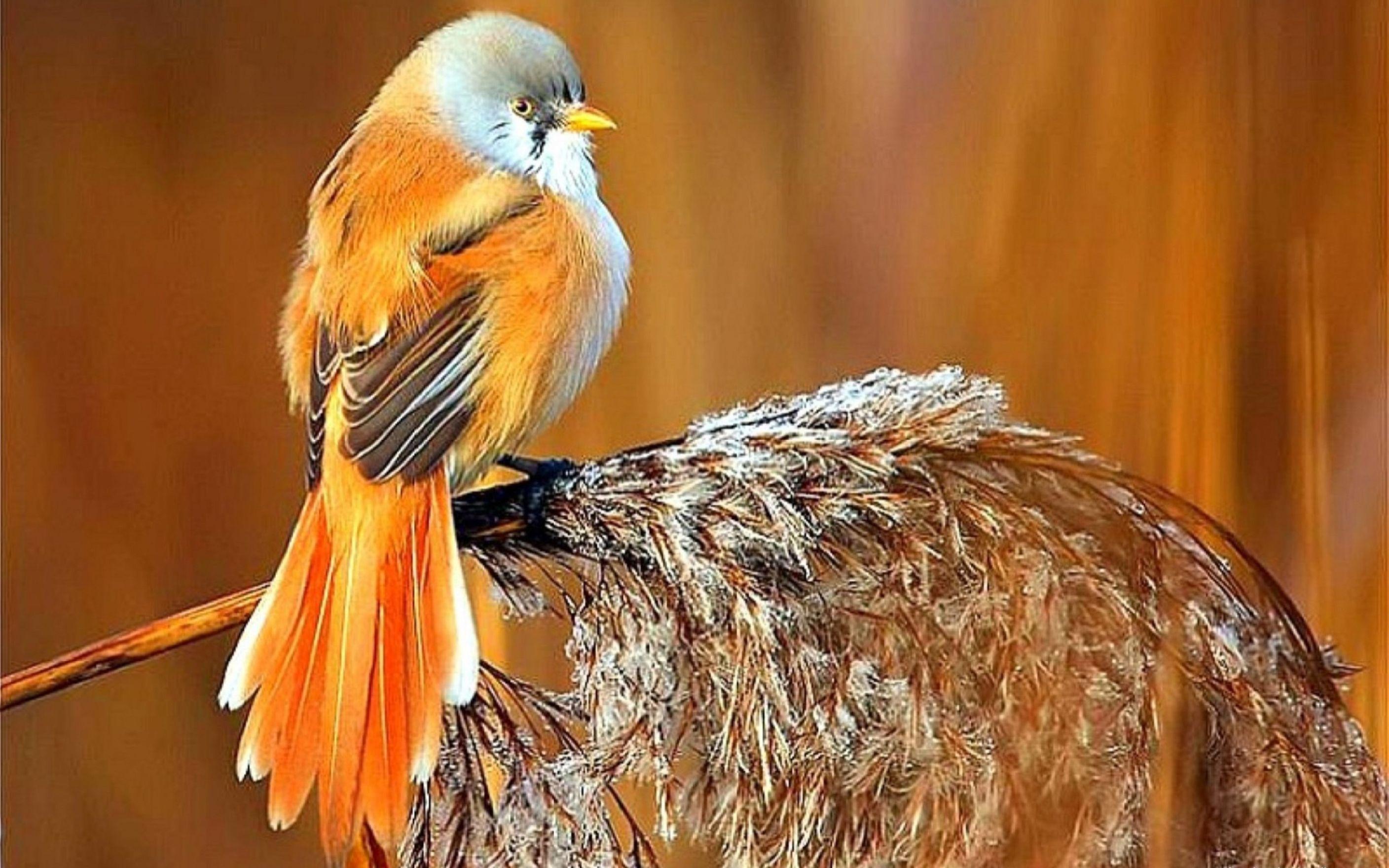 Птички с красивым оперением. Пигарь птица. Красивые птицы. Оранжевая птица. Рыжая птица.