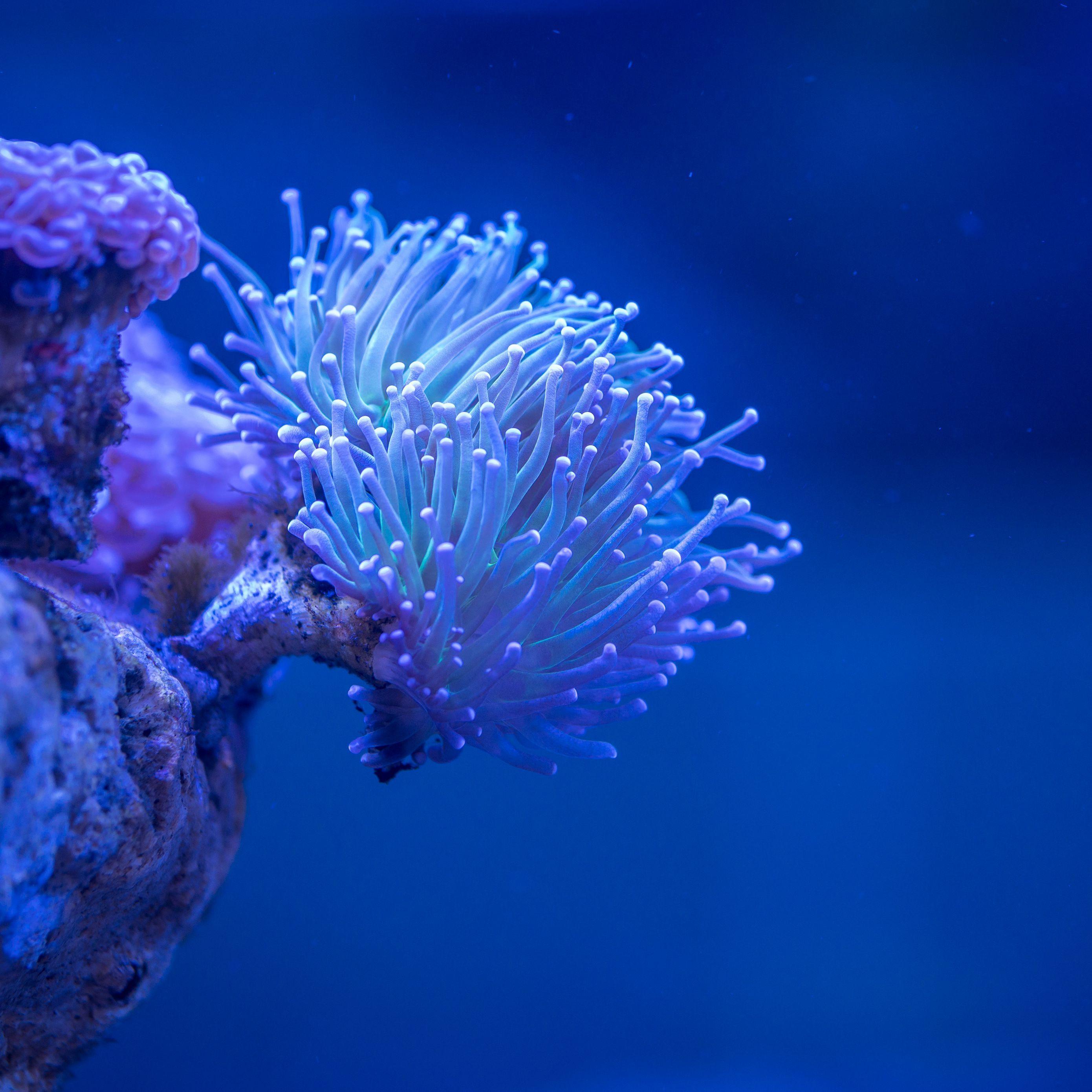 2780x2780 Download wallpaper 2780x2780 coral, sea, depth, macro, underwater ipad air, ipad air ipad ipad ipad mini ipad mini ipad mini ipad pro 9.7 for parallax HD background