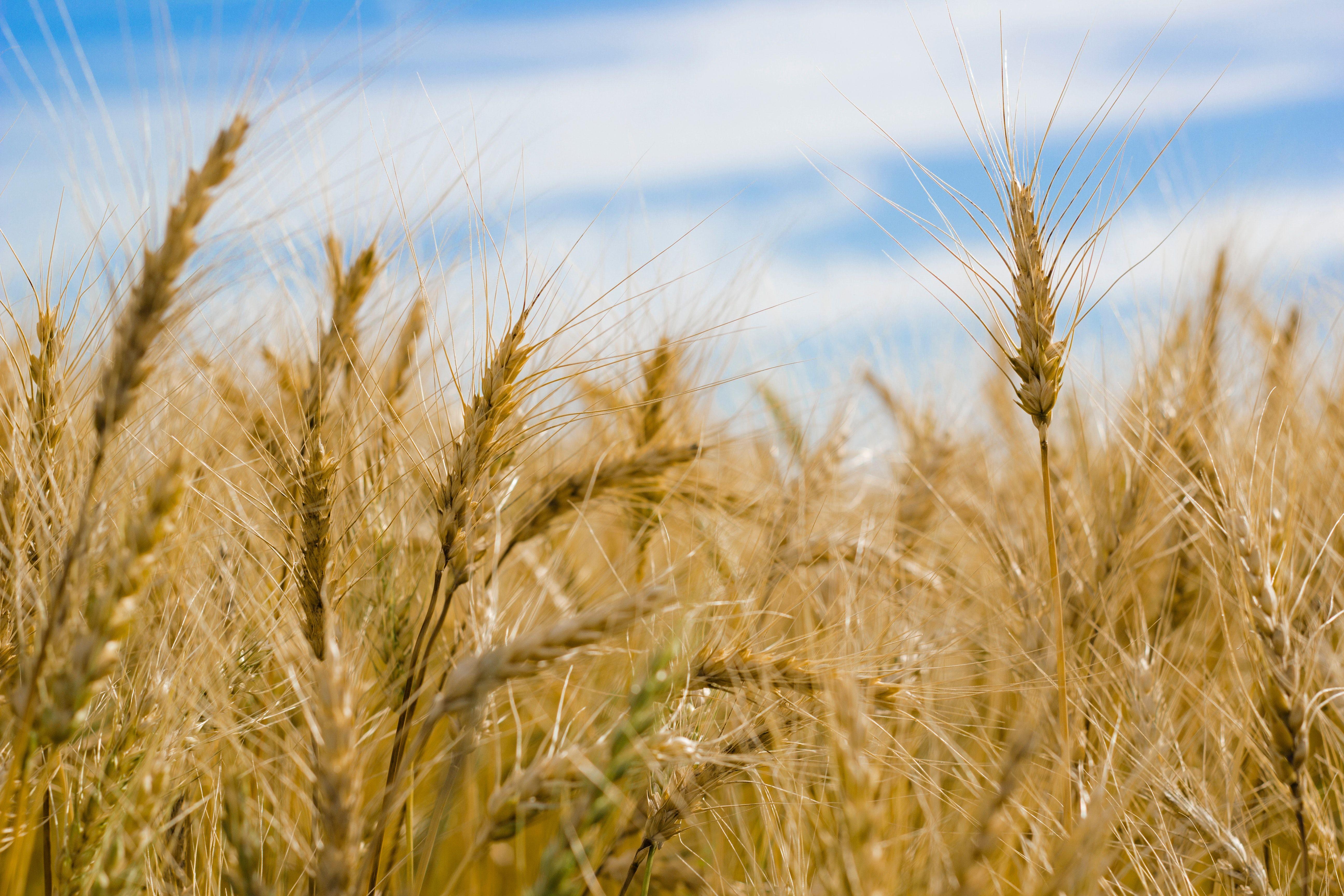 5184x3456 Dry Wheat Farm, HD Nature, 4k Wallpaper, Image, Background