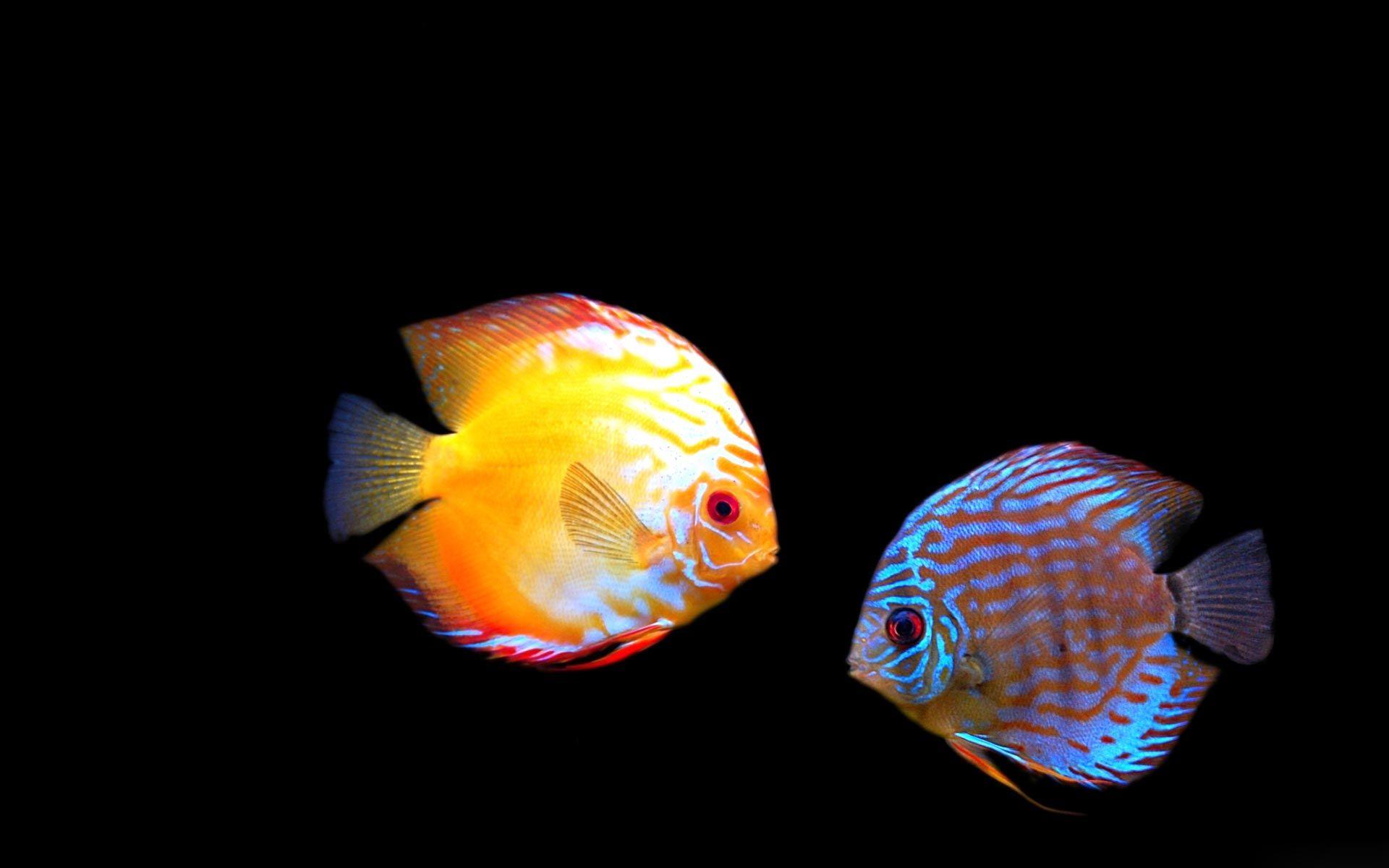 1920x1200 Aquarium HD Wallpaper